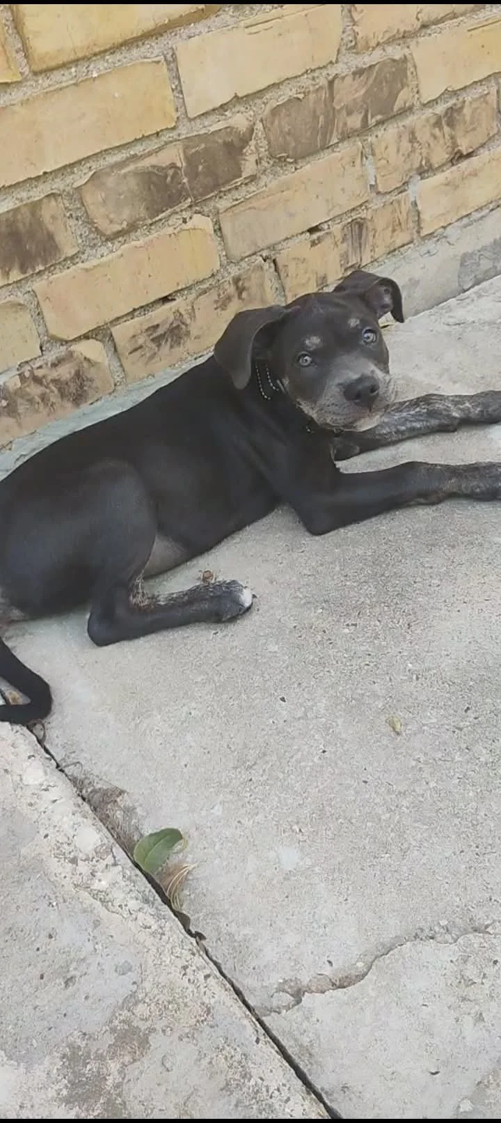 Milo