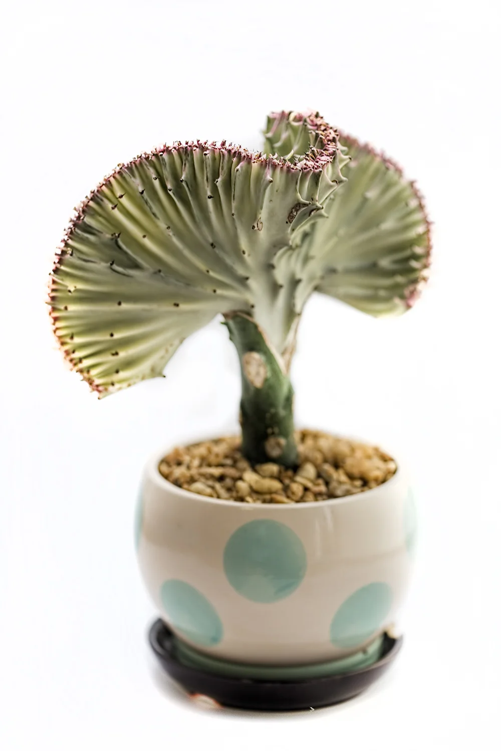 cactus.jpg