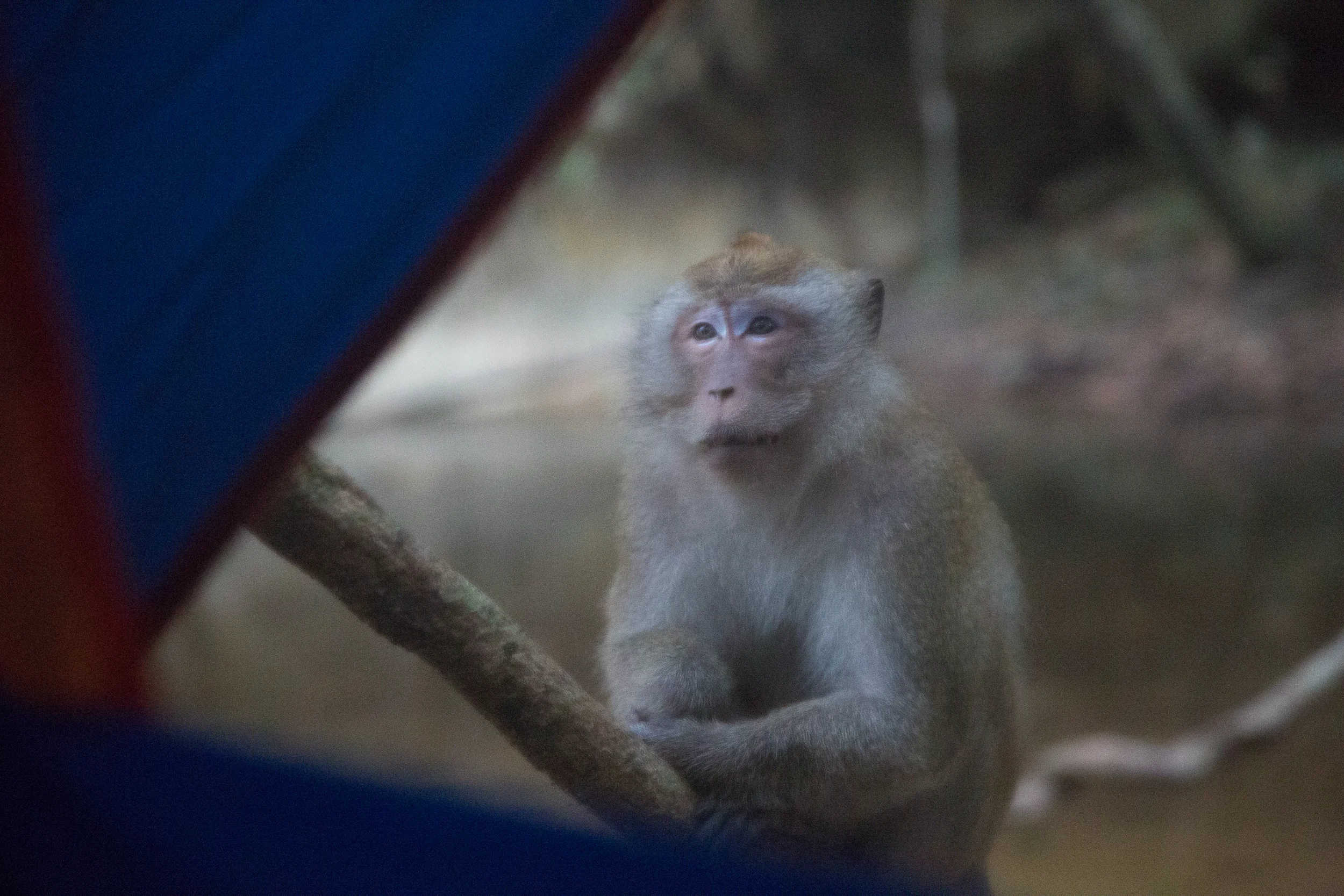 A curious long-tailed macaque approached my tent at sunrise. 