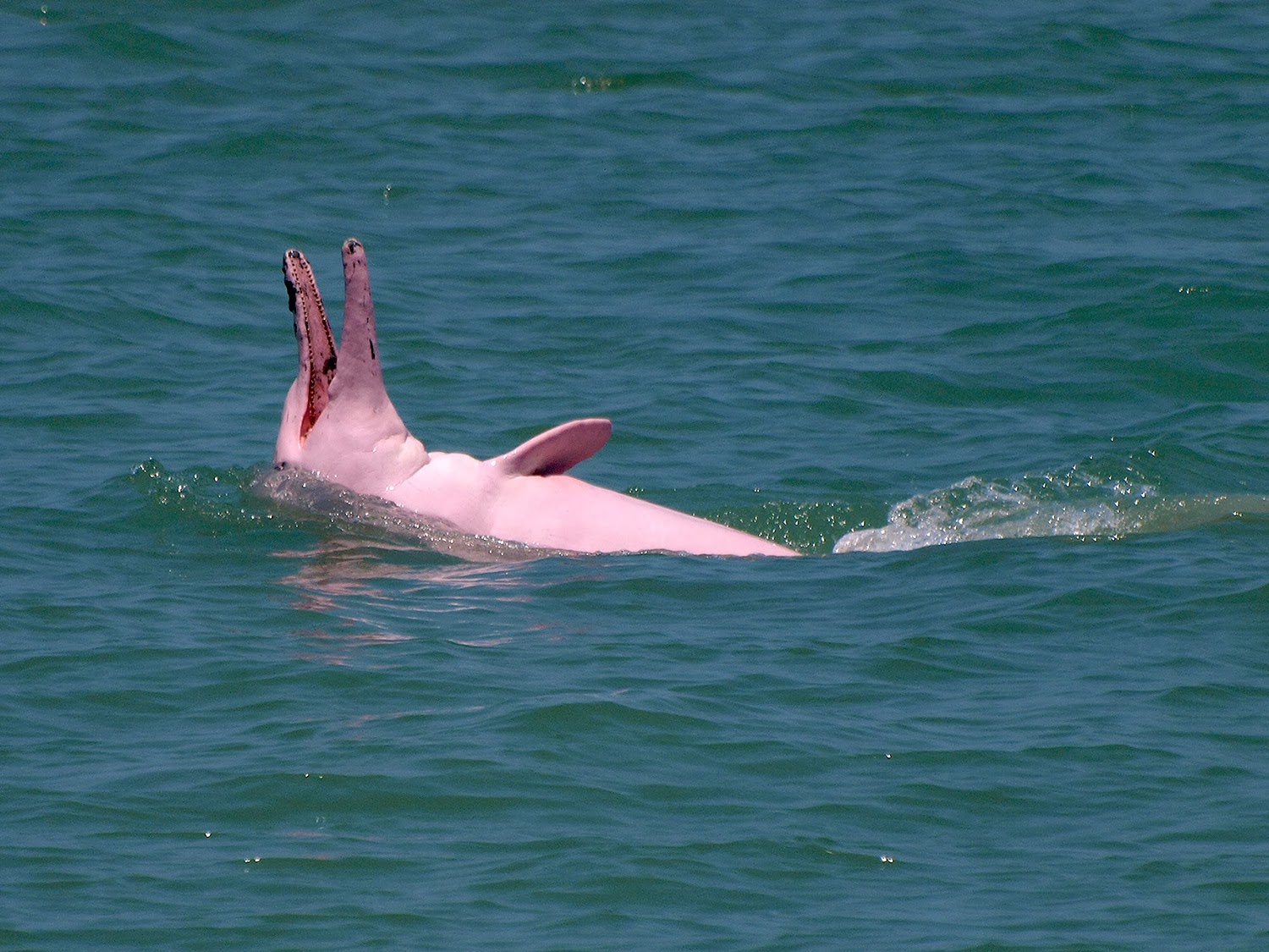 Амазонский дельфин 4. Амазонский Речной Дельфин. Розовый Дельфин боуто. Амазонский розовый Дельфин. Амазонский Дельфин-альбинос.