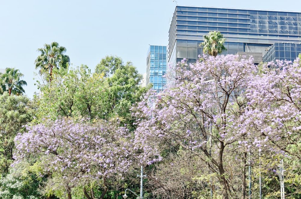 Jacaranda Trees