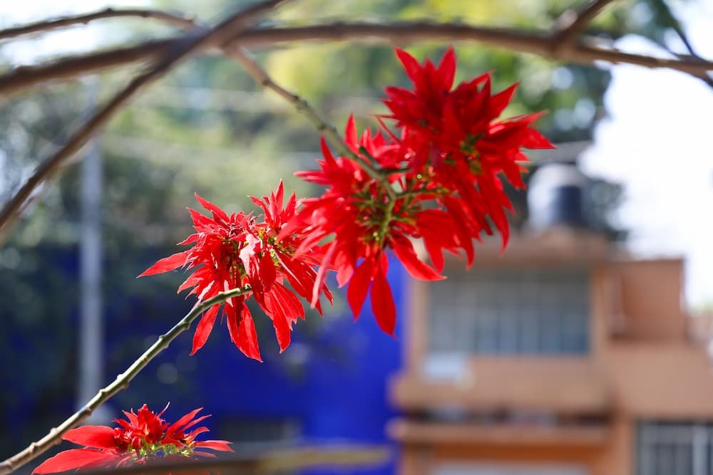 Erythrina Tree with Red Flowers