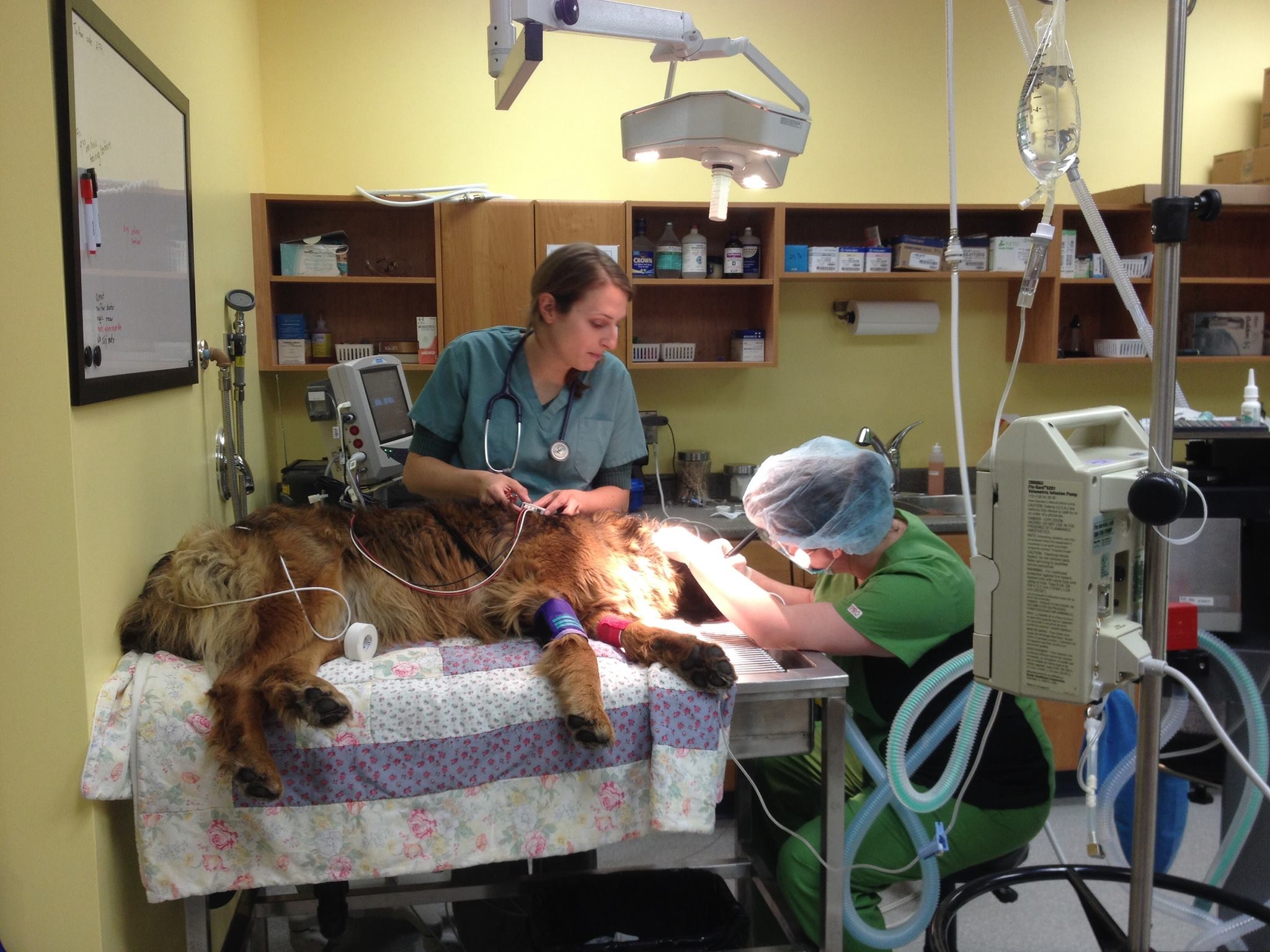 Dr. Fuller's dog Charlie having her teeth cleaned by our Technician Kelly