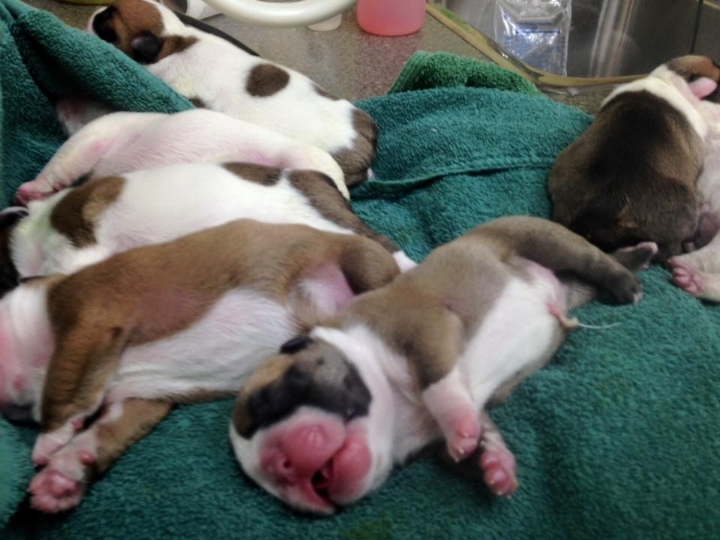 The mother of this litter of puppies had progesterone testing at the Hart Family Veterinary Clinic.