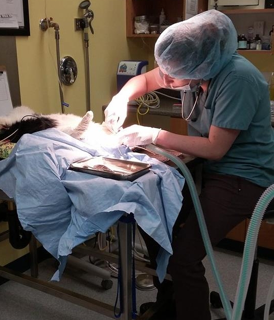 Dr. Fuller extracting the fractured canine.