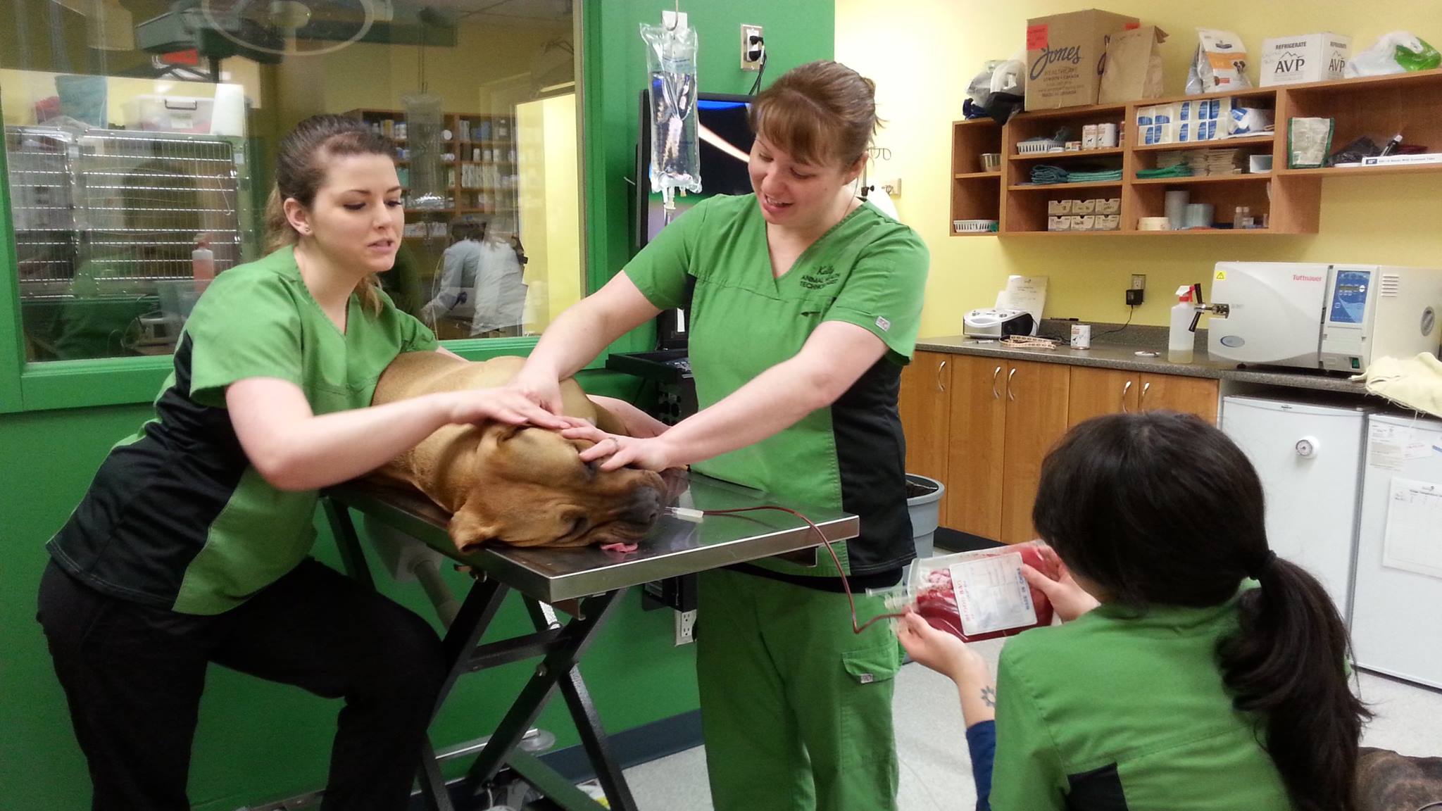 This is a photo of our staff collecting blood from Hazel one of our assistant Kourtney's dog for donation.