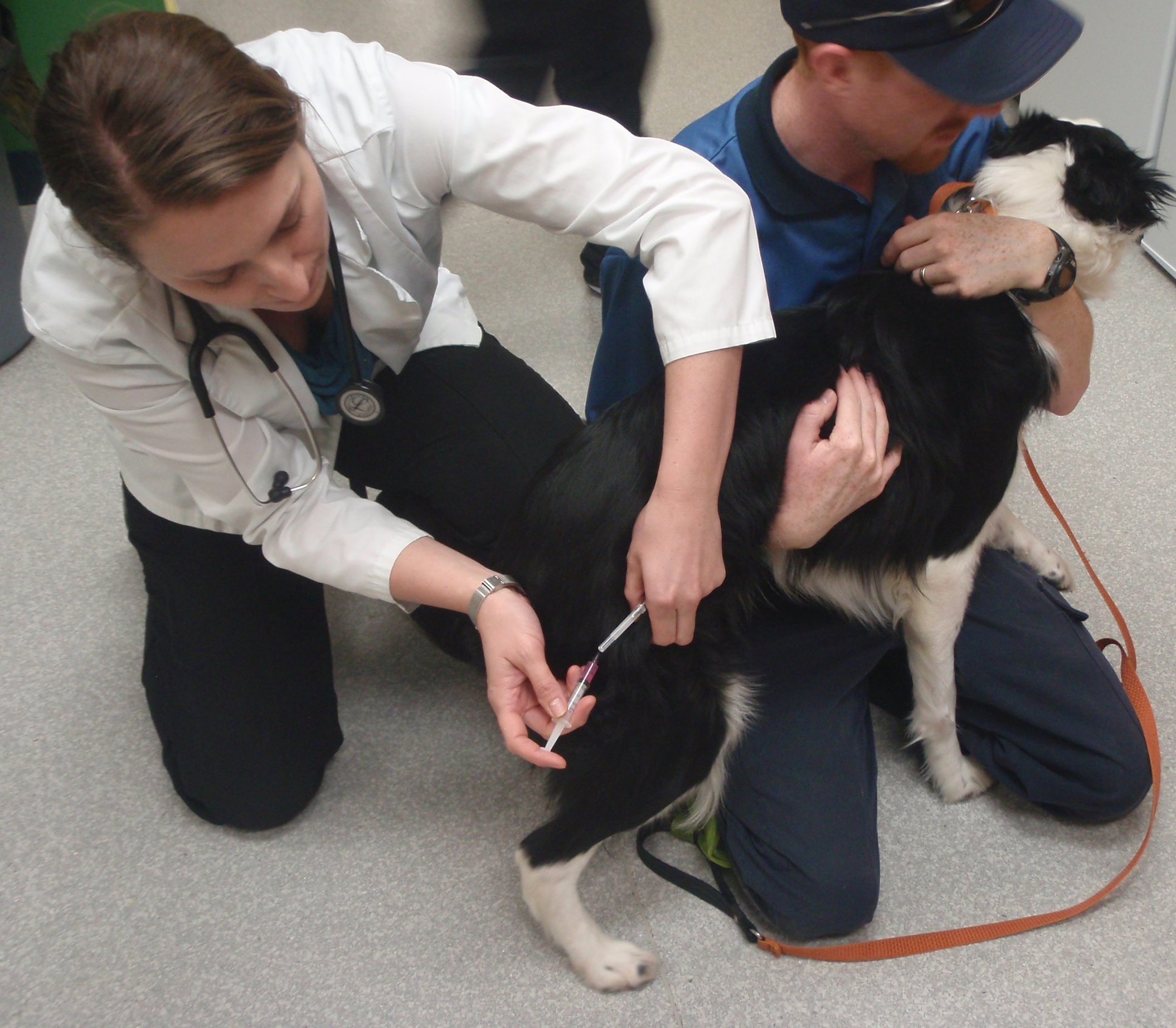 Rabies, and Distemper/Parvo vaccines are given as an injection under the skin.