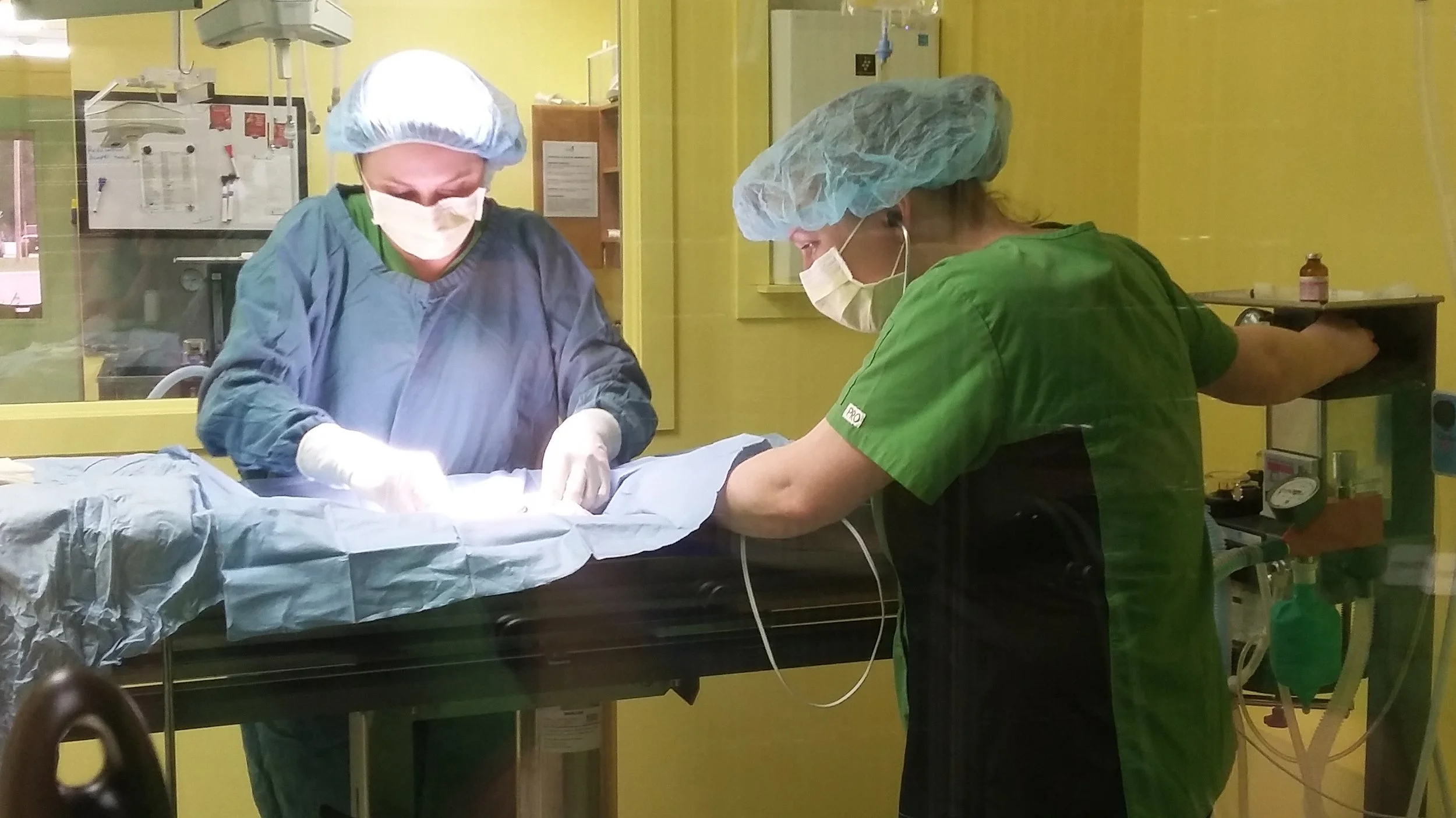 Dr. Fuller performing surgery on a patient in our surgical suite. Our technician Kelly monitors patients while they are under anesthetic.