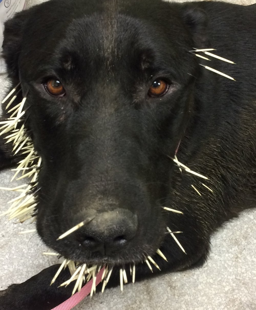 How Do You Get Porcupine Quills Out Of Dogs Skin