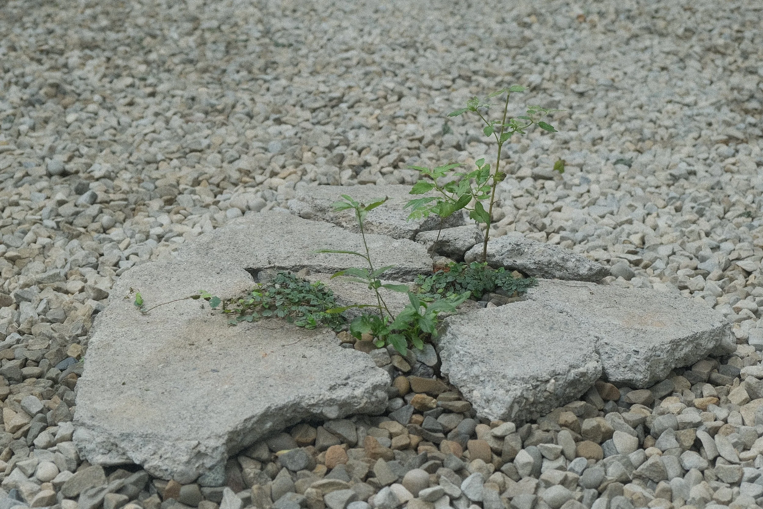 DSCF9932.JPG