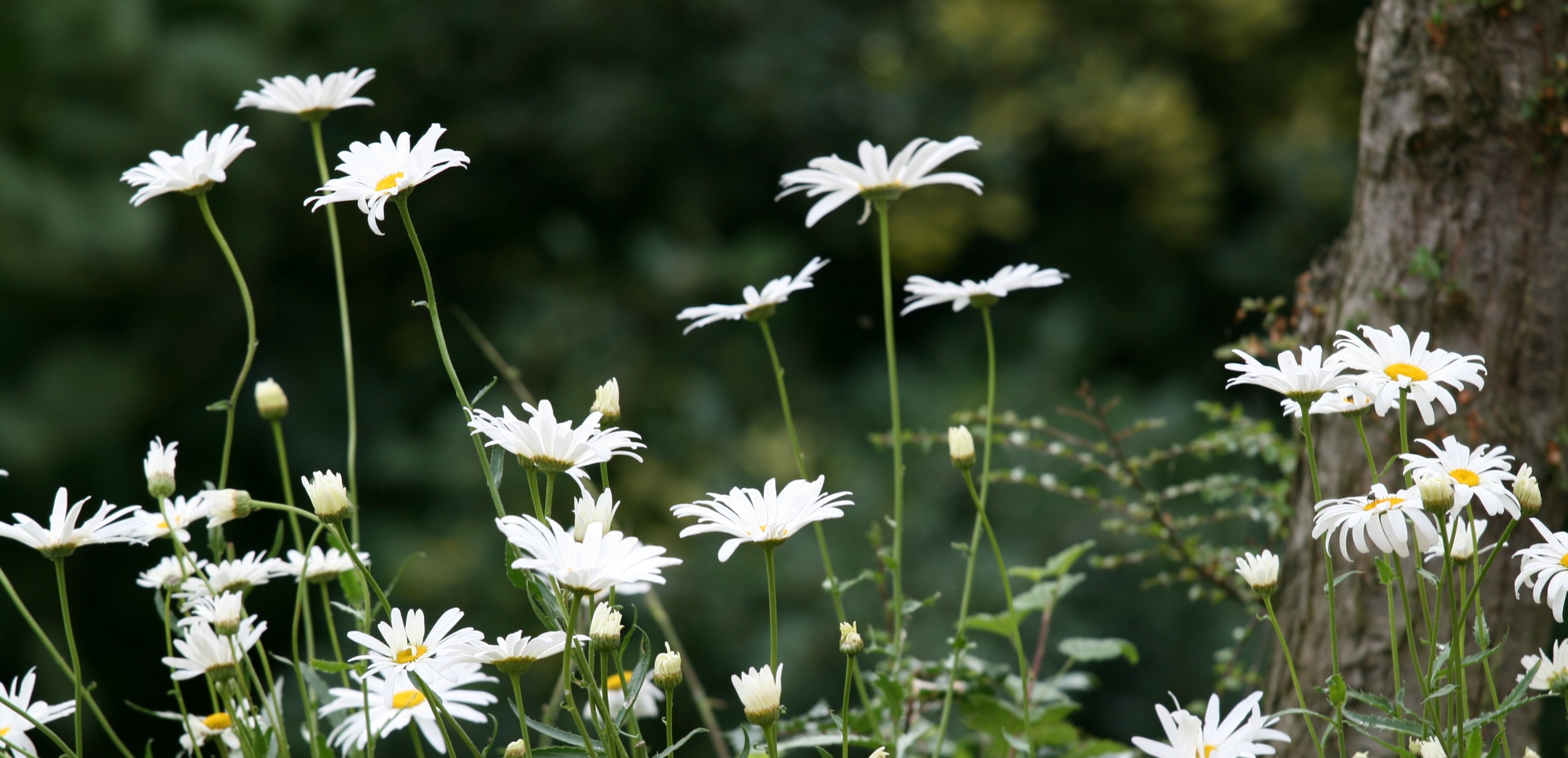 flowers2.jpg