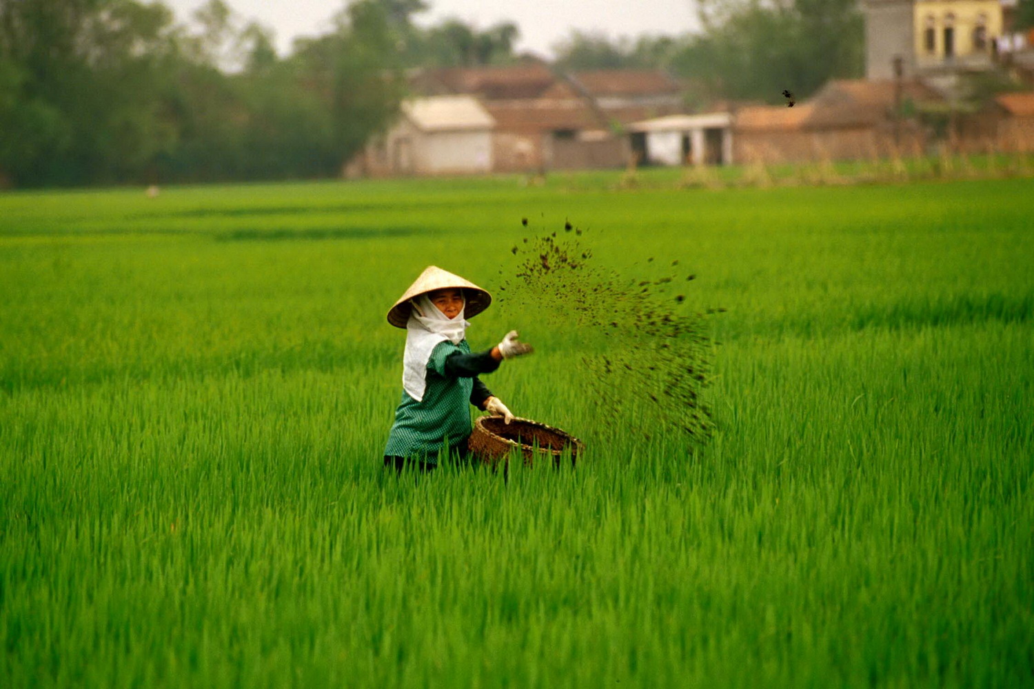 HANOI1.jpg