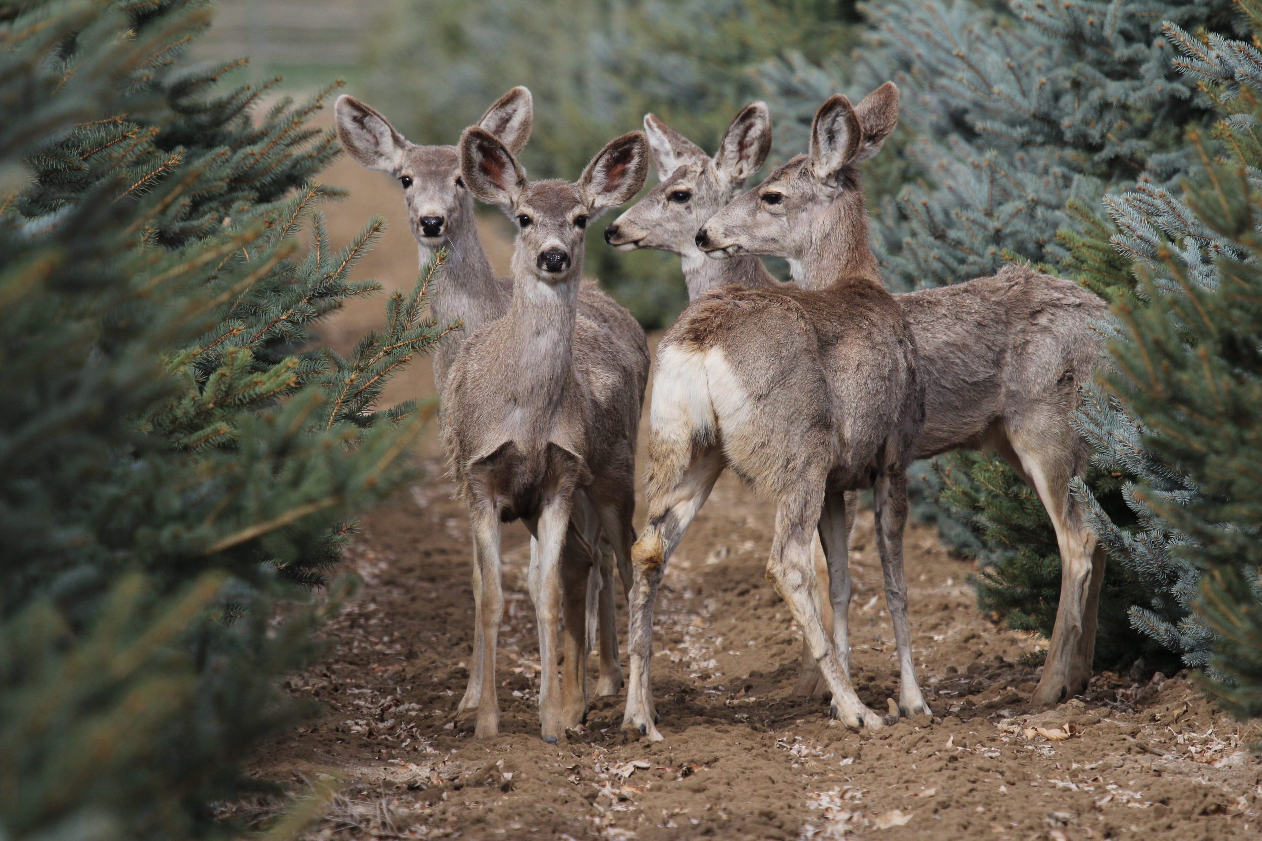 20120325 BVF mule deer (8).jpg