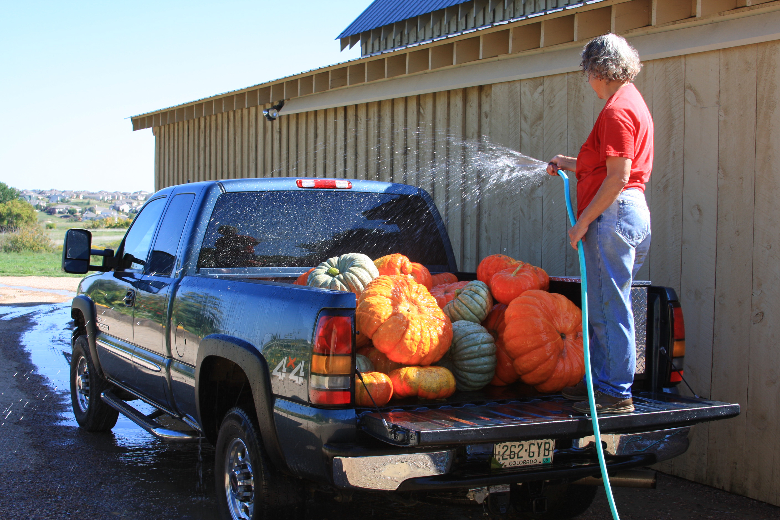 pumpkin harvest Sept 2008 (3).jpg