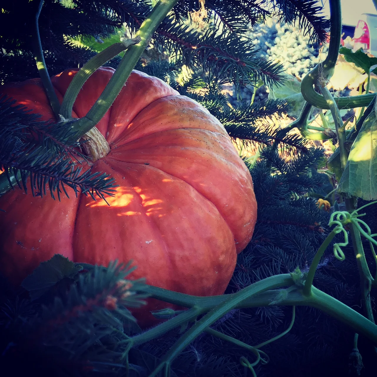 Rouge vif d'Dtampes grows in a Blue Spruce tree