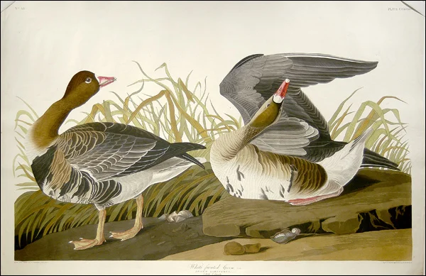 Audubon_TheBirdsOfAmerica.jpg