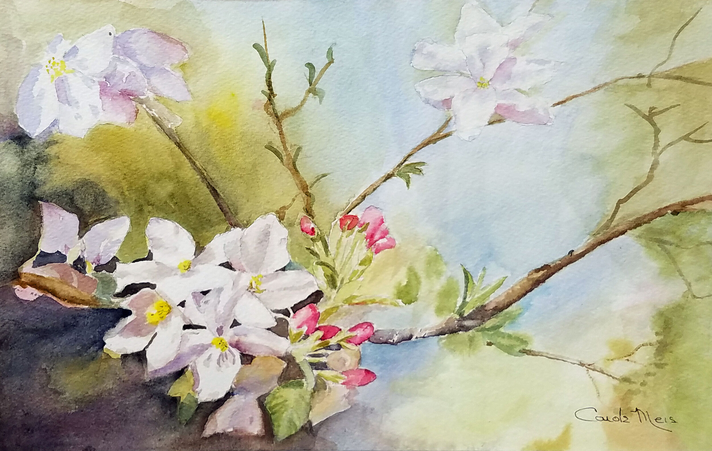 AppleBlossoms_Watercolor_CMeis.jpg
