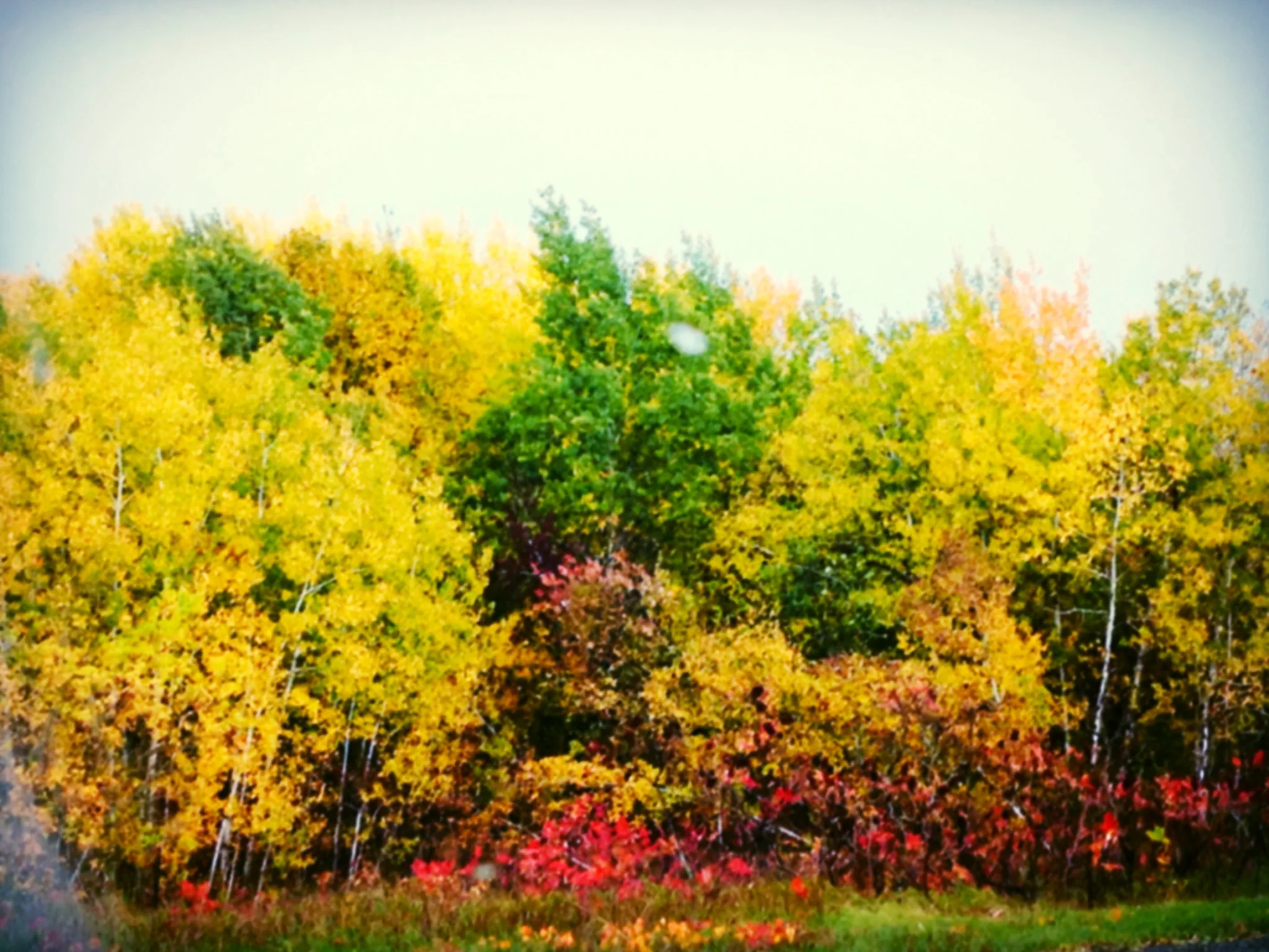 fallcolors.jpg