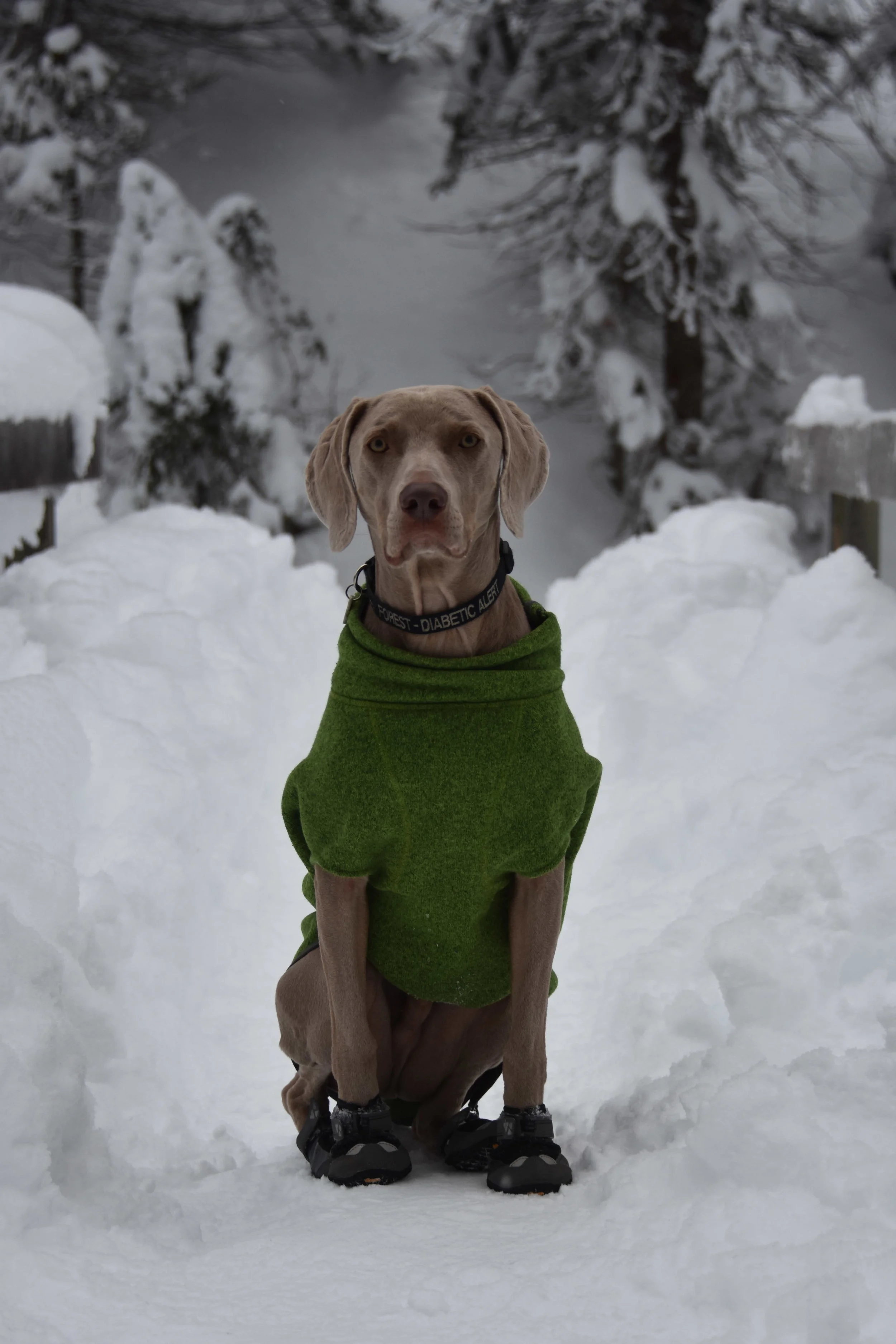 Life with a Working Dog