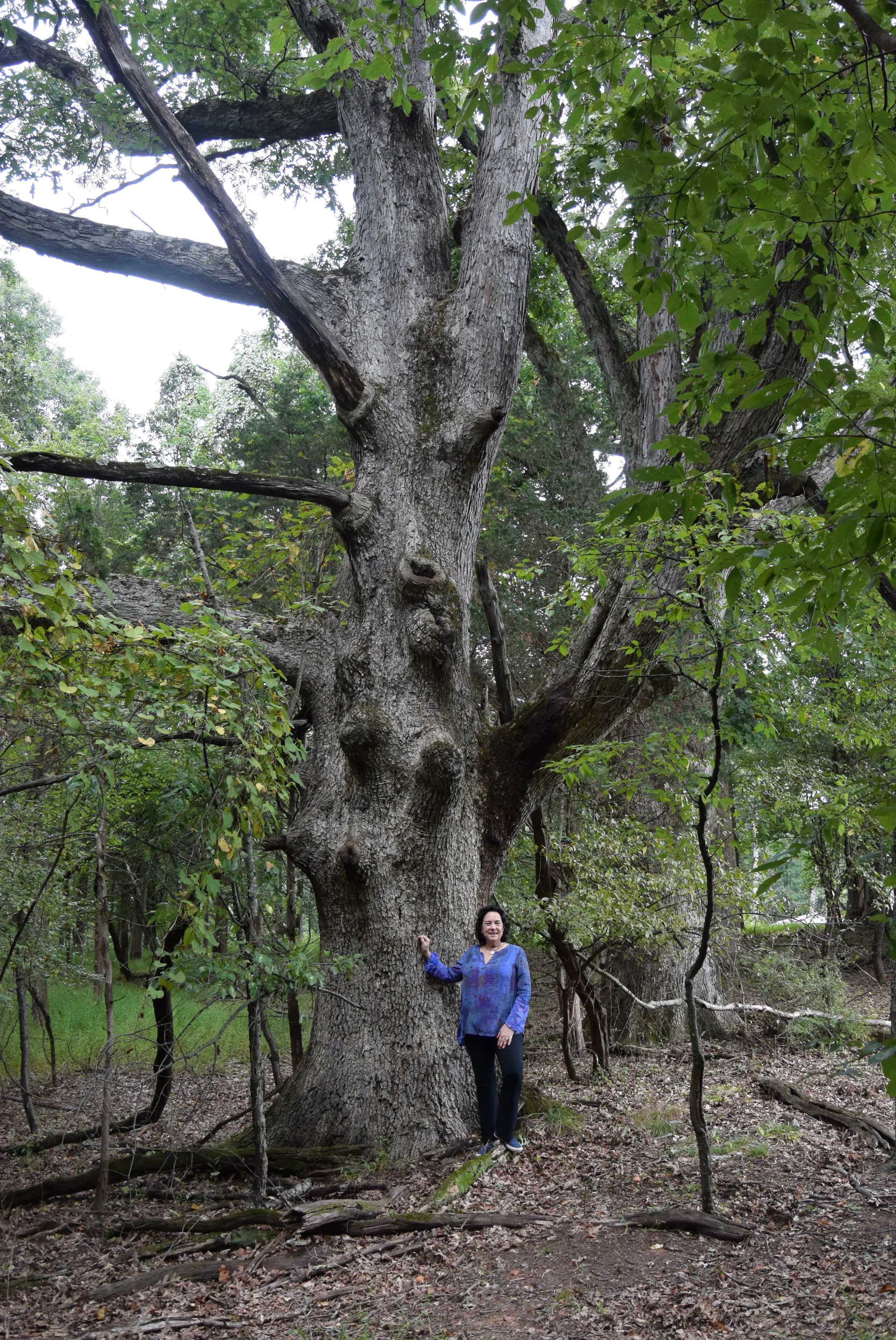 Liz tree RVCC final.jpg
