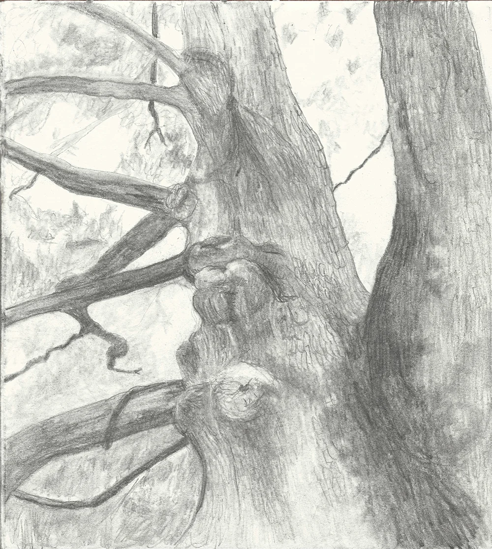 Drawing noble oak.jpg