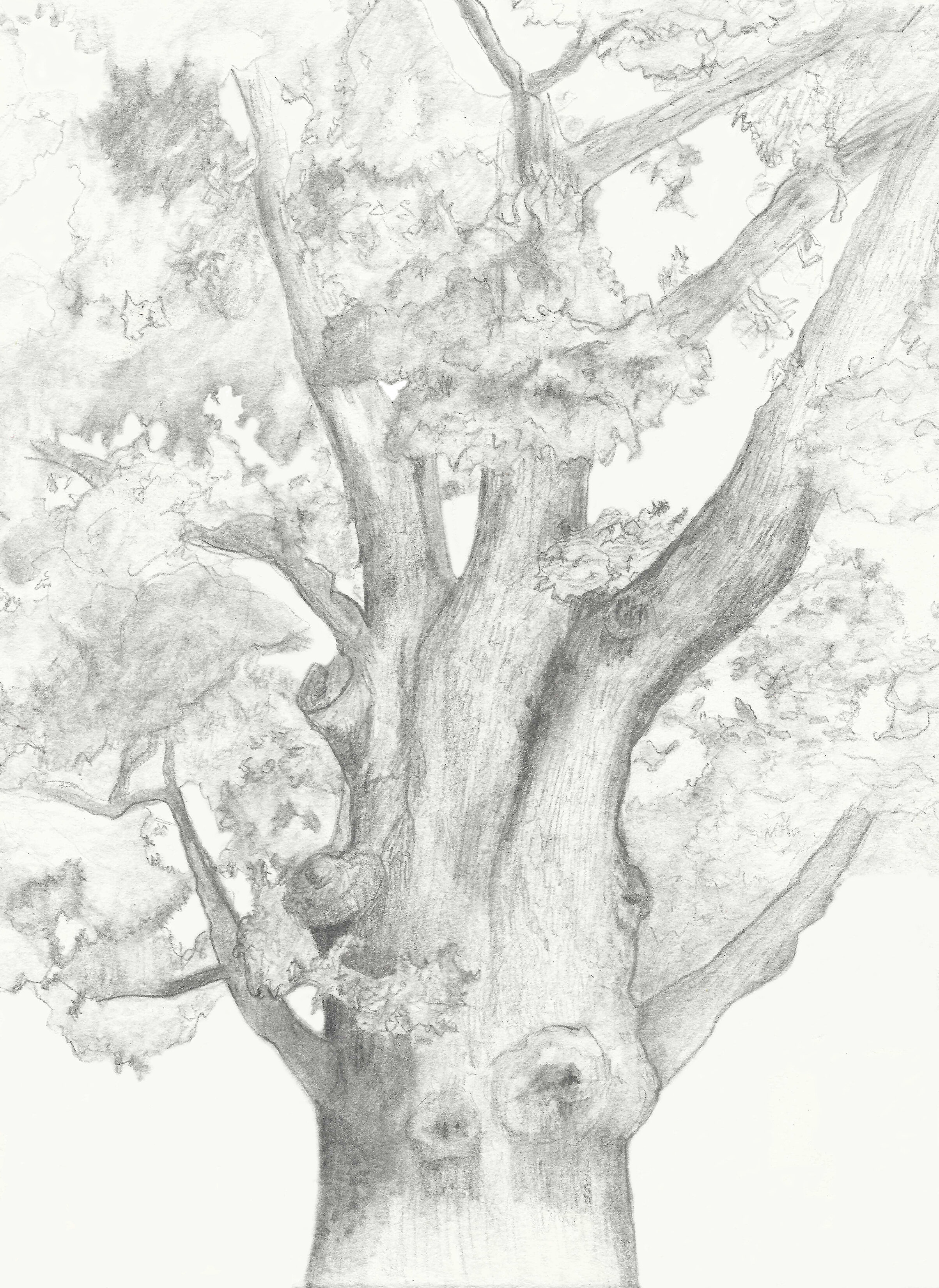 drawing open arms oak.jpg