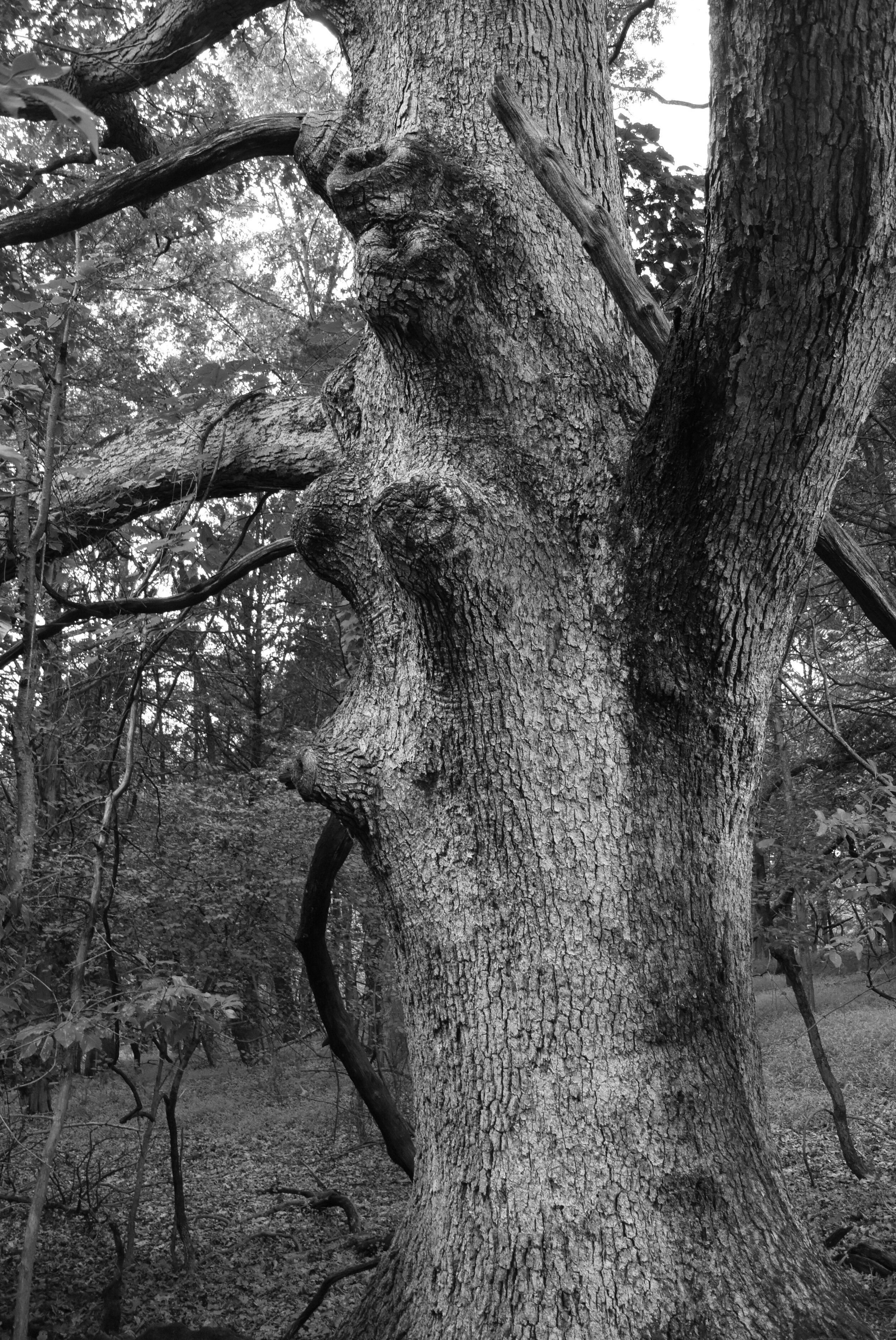 rvcc oaks curvey bumps.jpg