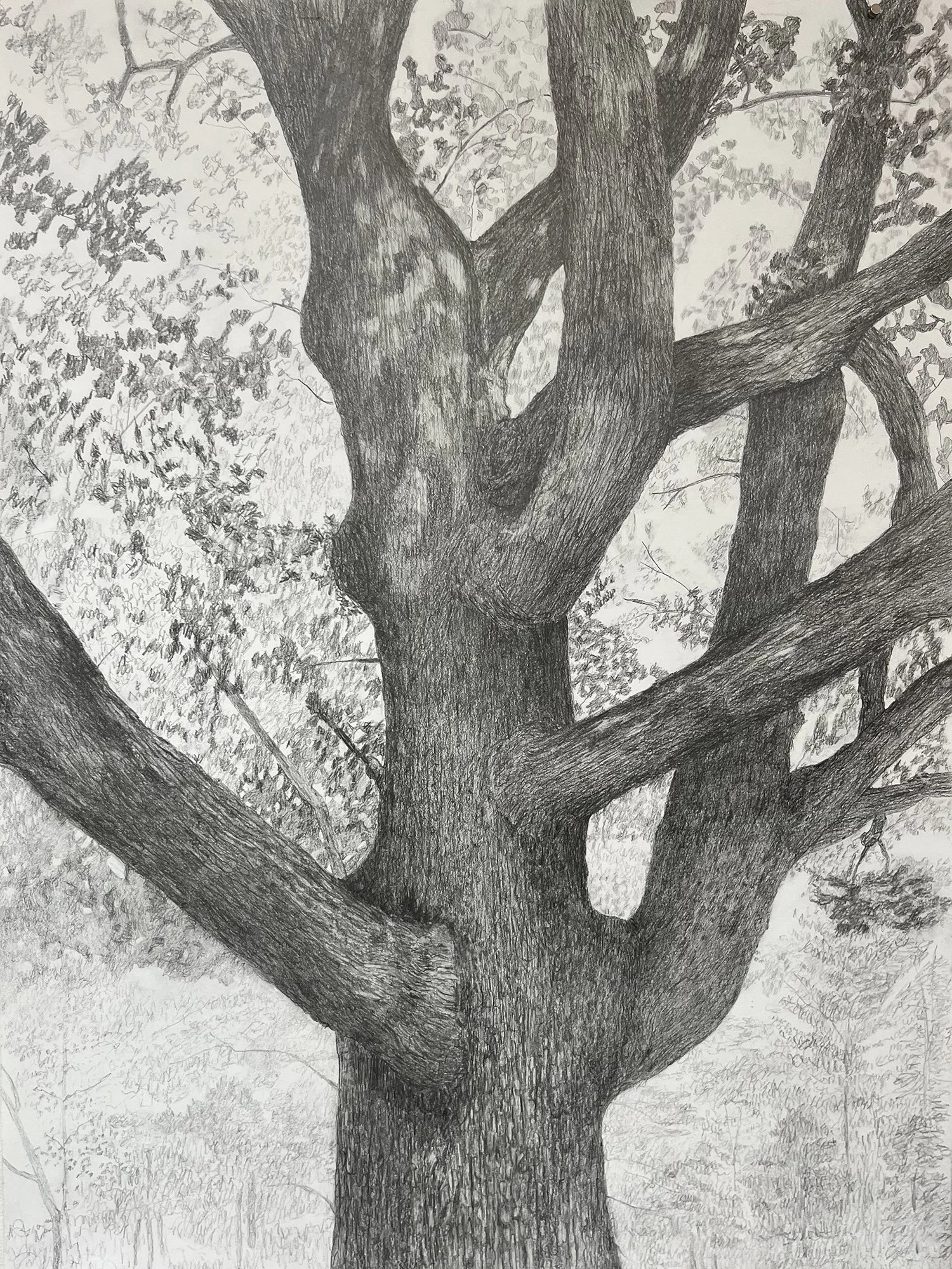 Liz Mitchell Churchyard Oak 18x24%22 2025.jpg