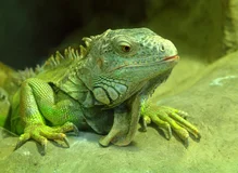 Green lizard © Issalina | Dreamstime.com