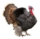 © Veleknez | Dreamstime.com