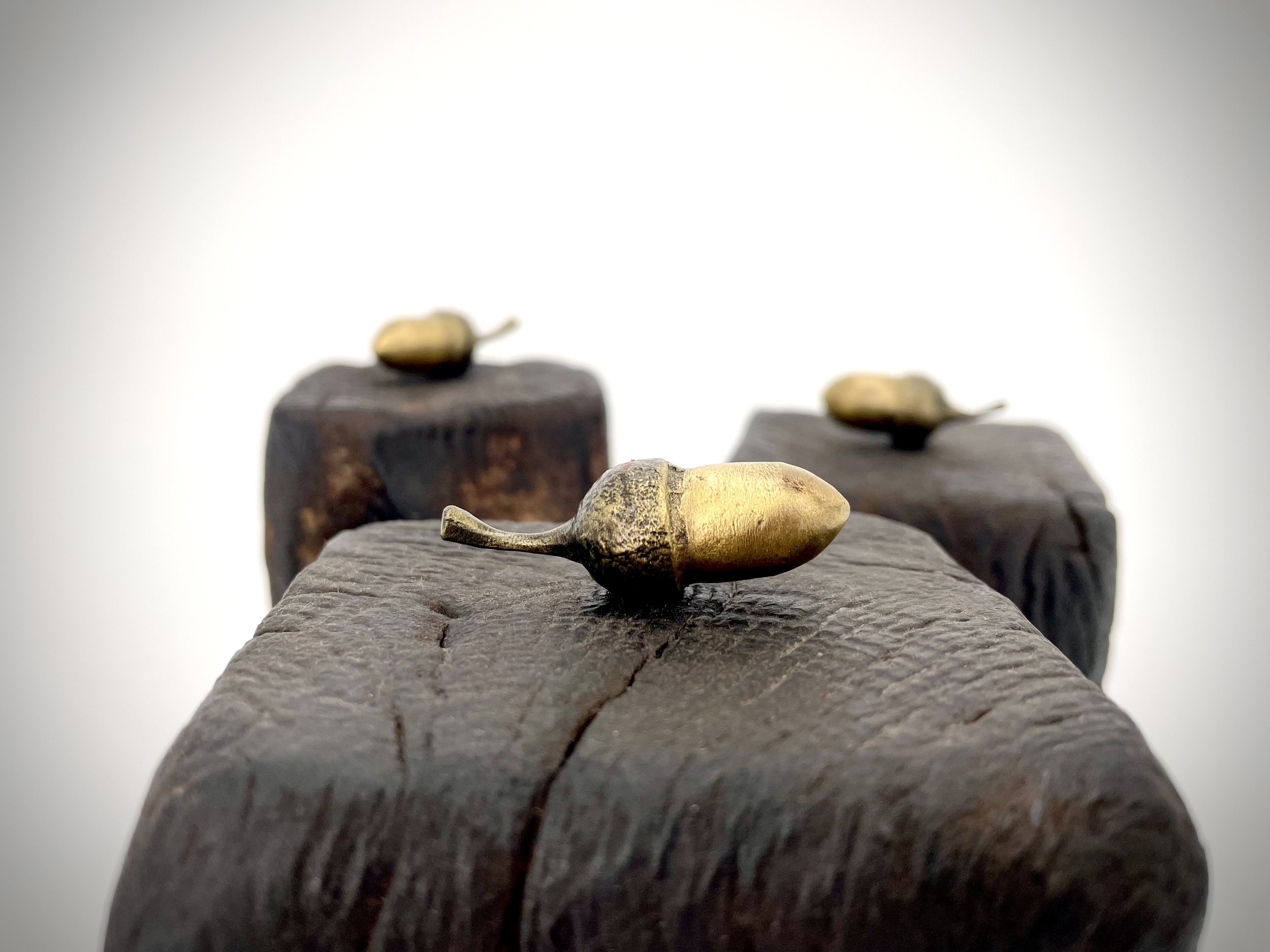 Acorns 3.jpg