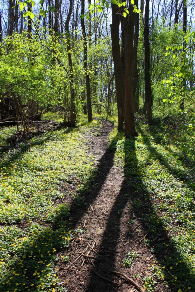 TW Lesser celandine 2014.JPG