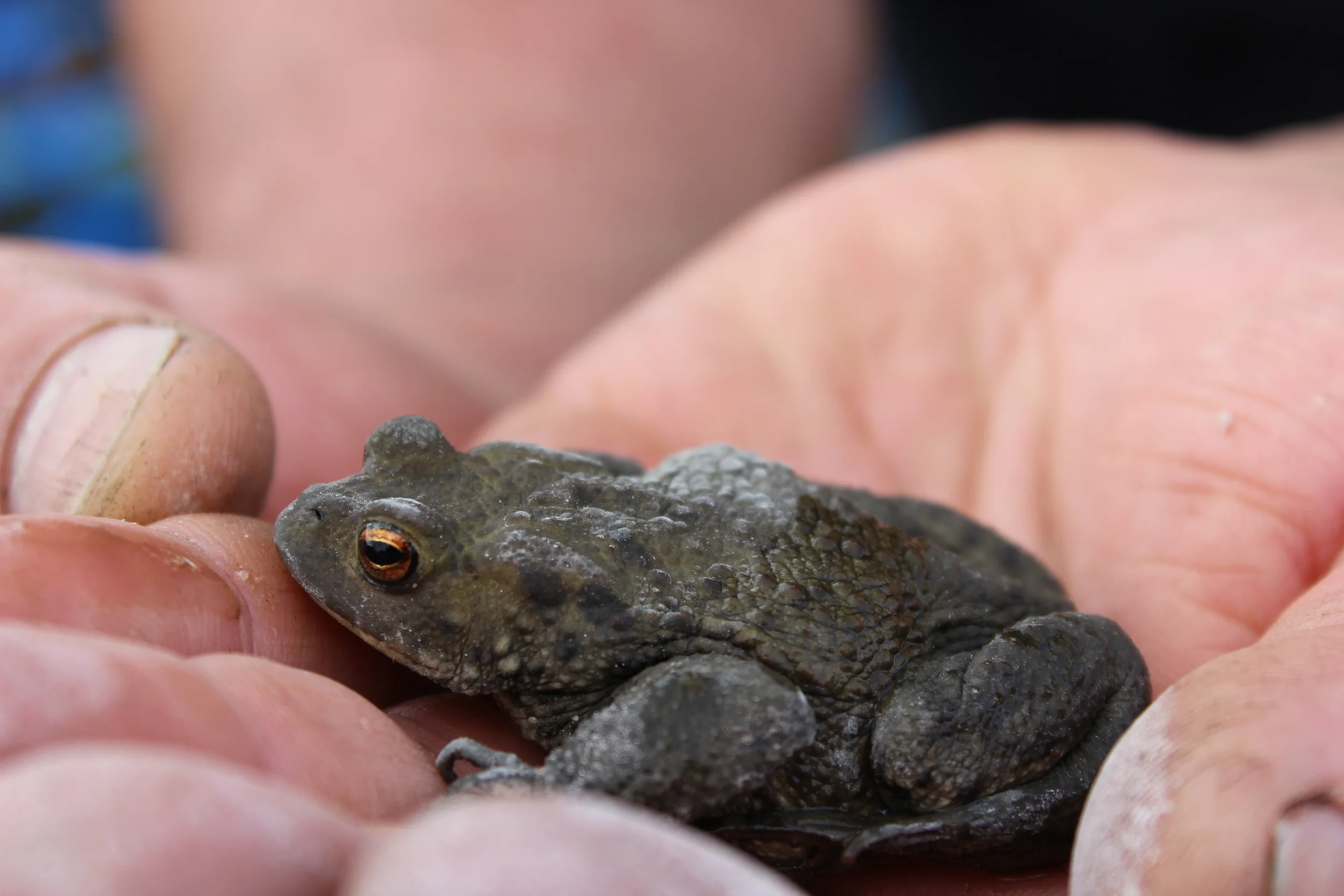 The NMA site is teeming with wildlife, and every morning two toads were on site. Oystercatchers and geese were other constant companions.