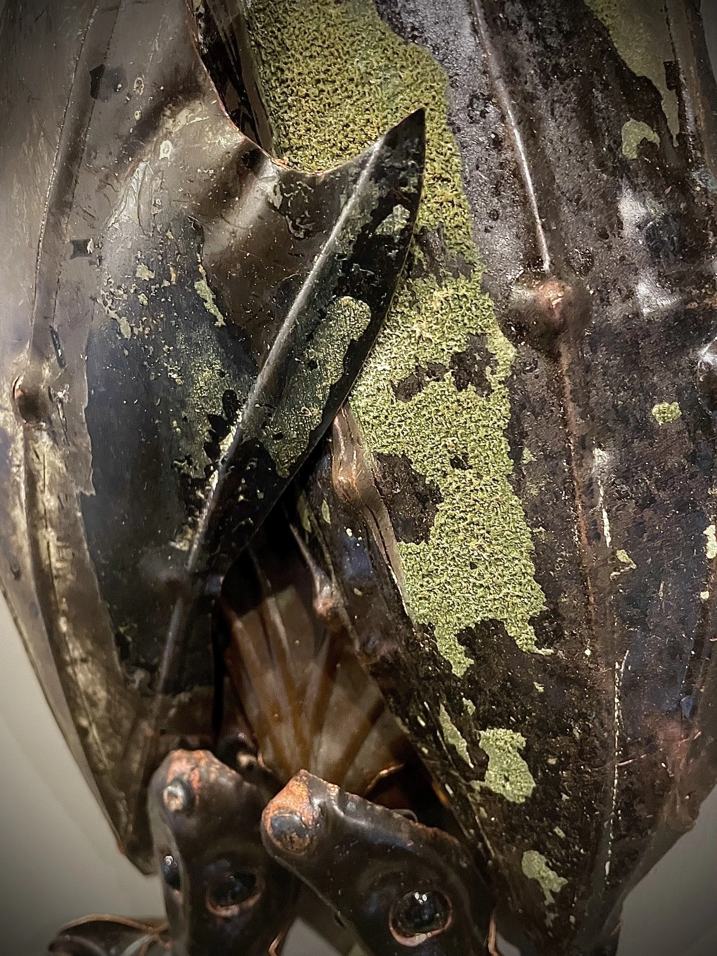 Copper love bats 2.jpg