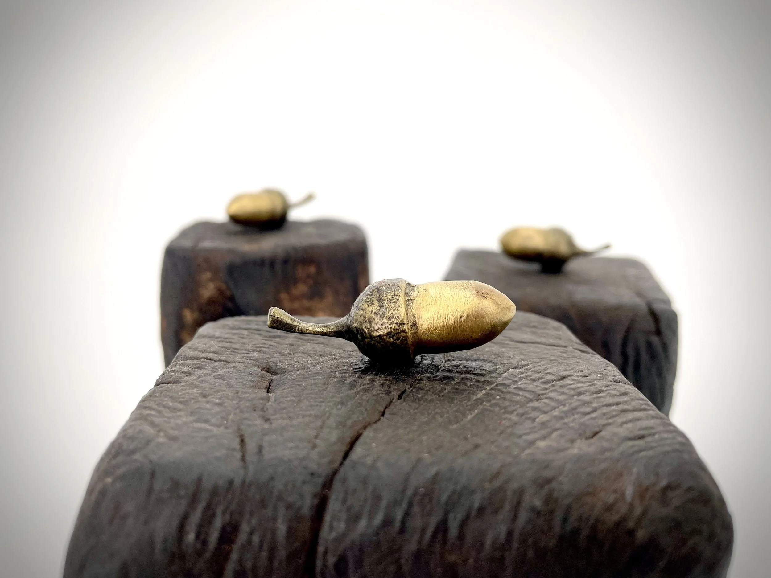 Acorns 3.jpg