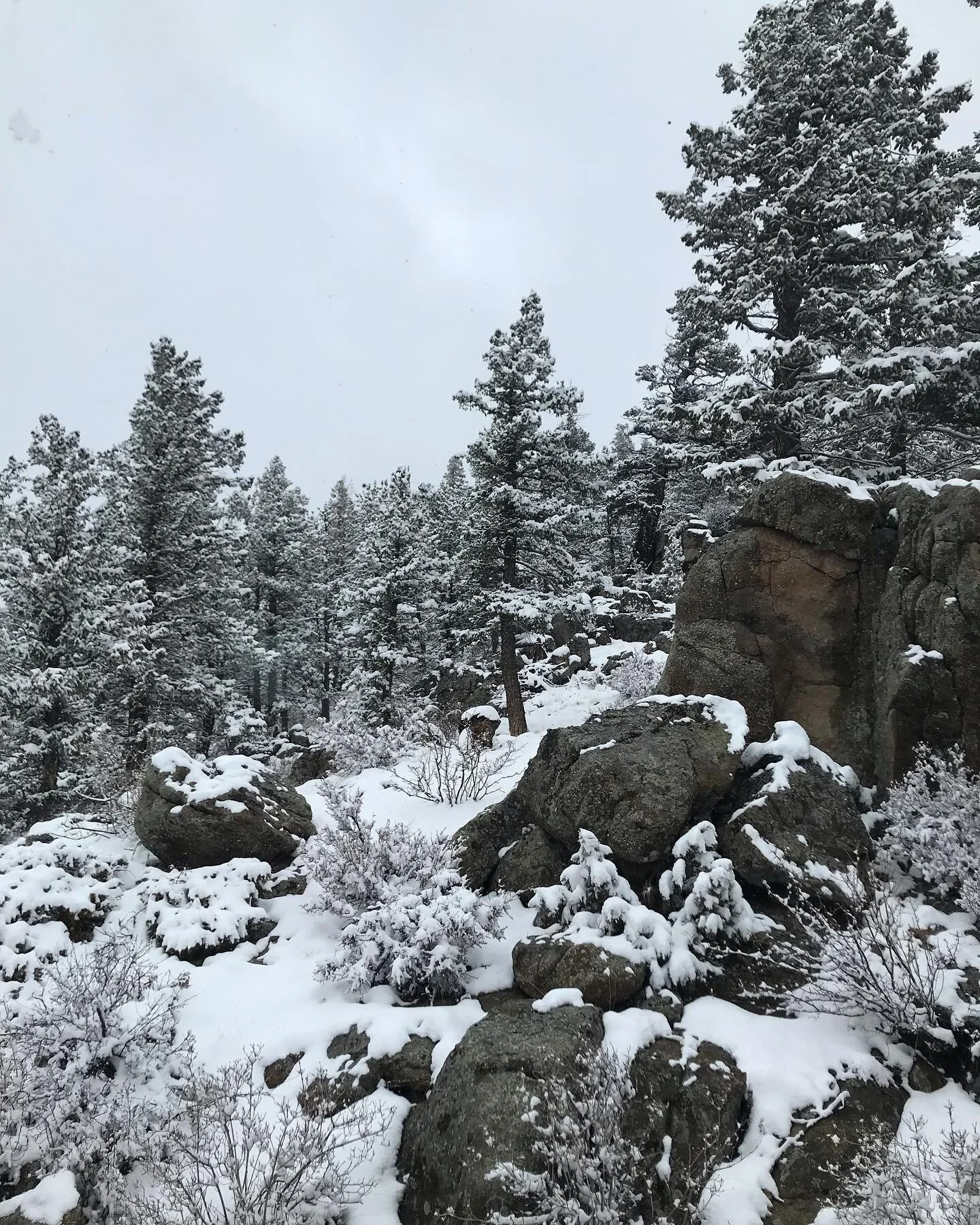 Beautiful backyard today, spring snow is putting on quite a show 💕 #rmnp #workfromhome #estespark