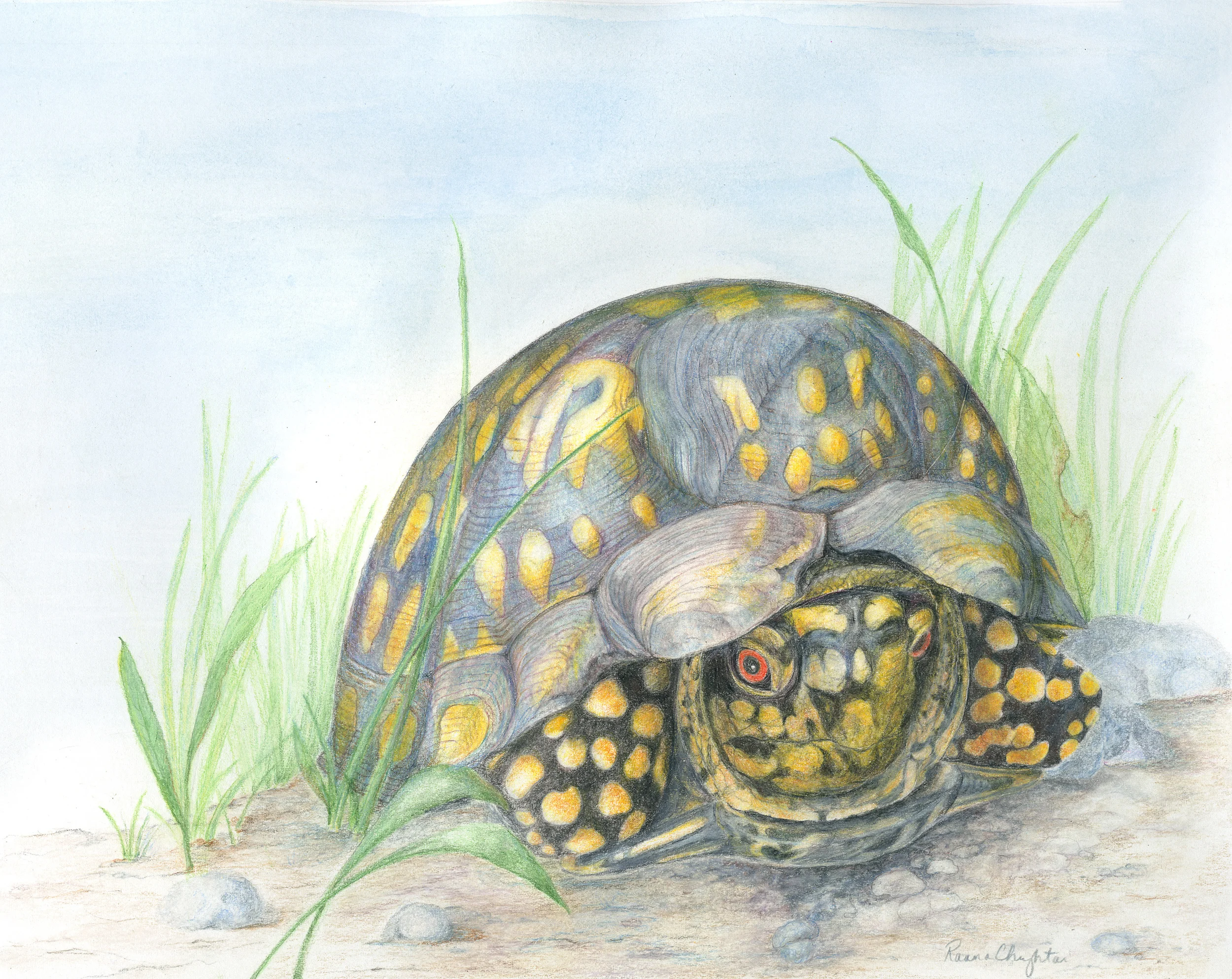 Box Turtle "Leo"