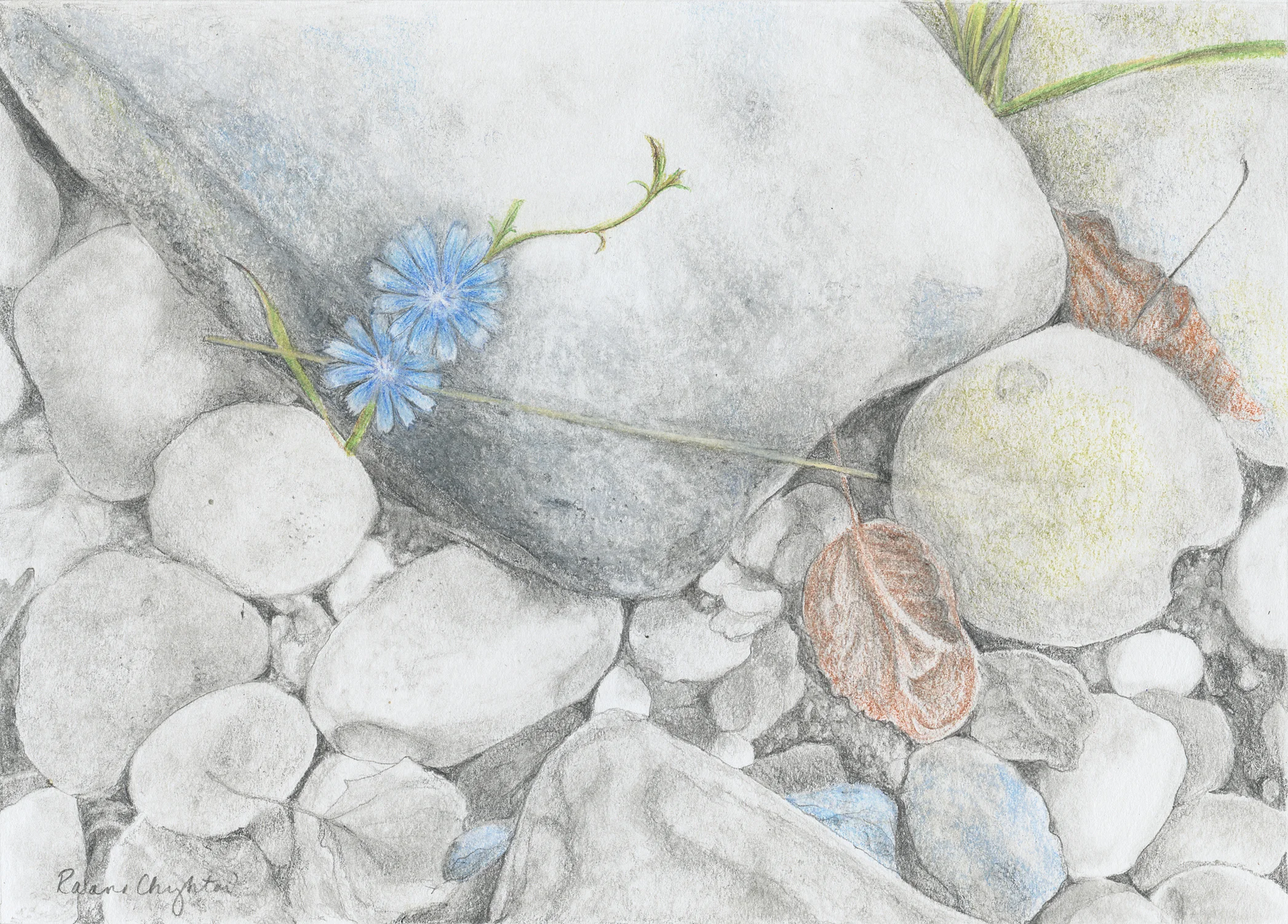 Chicory on Rocks