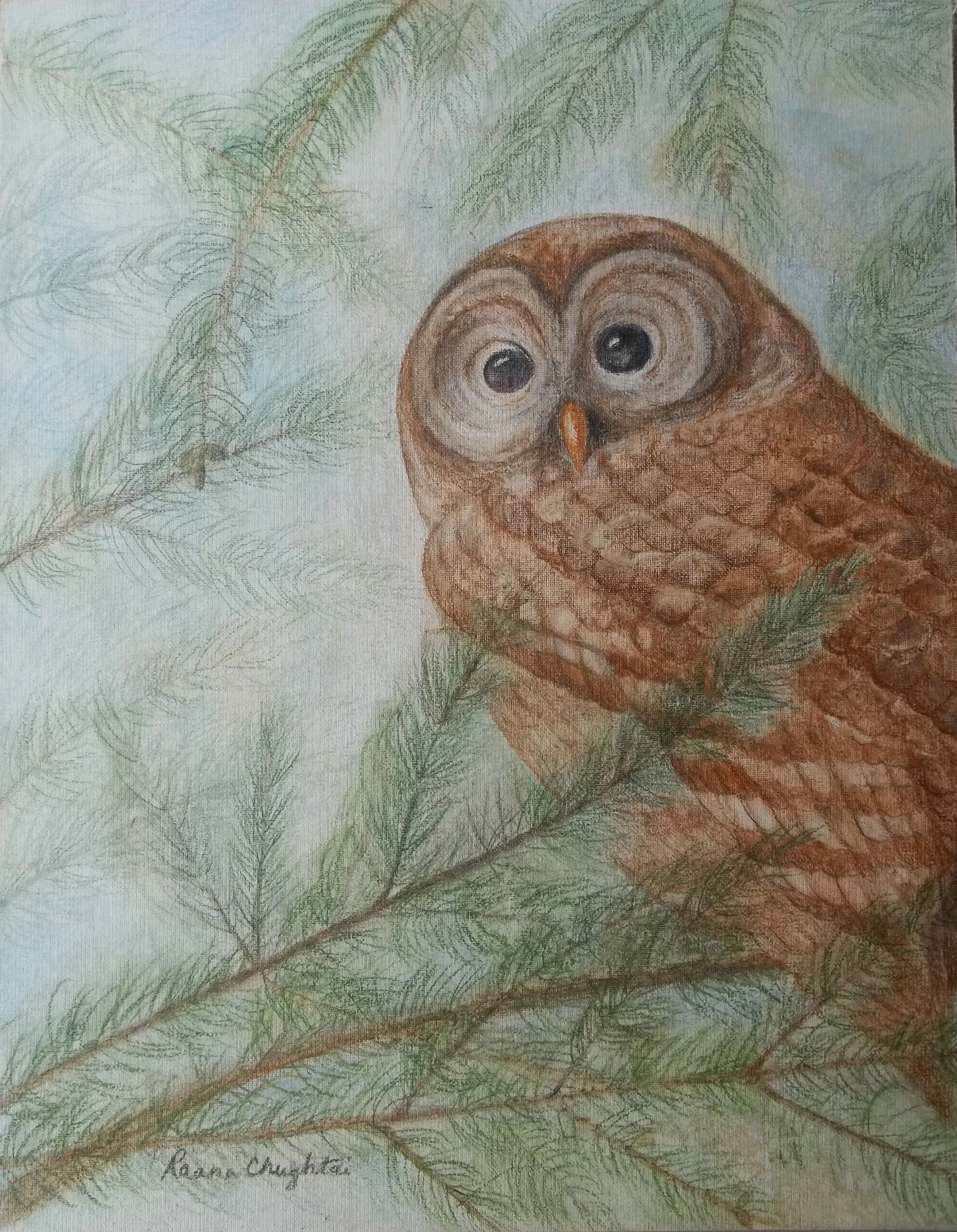 Barred Owl