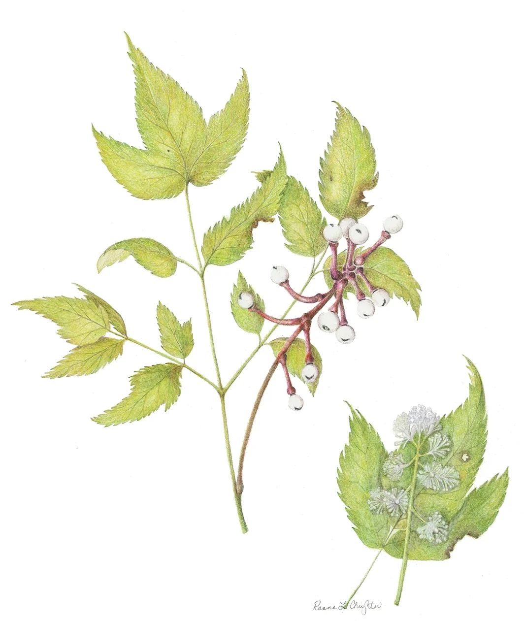 Doll's Eyes/White Baneberry