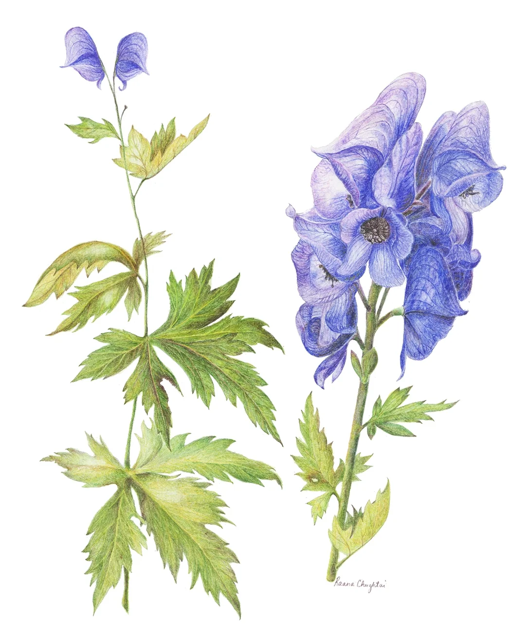 Blue Monkshood