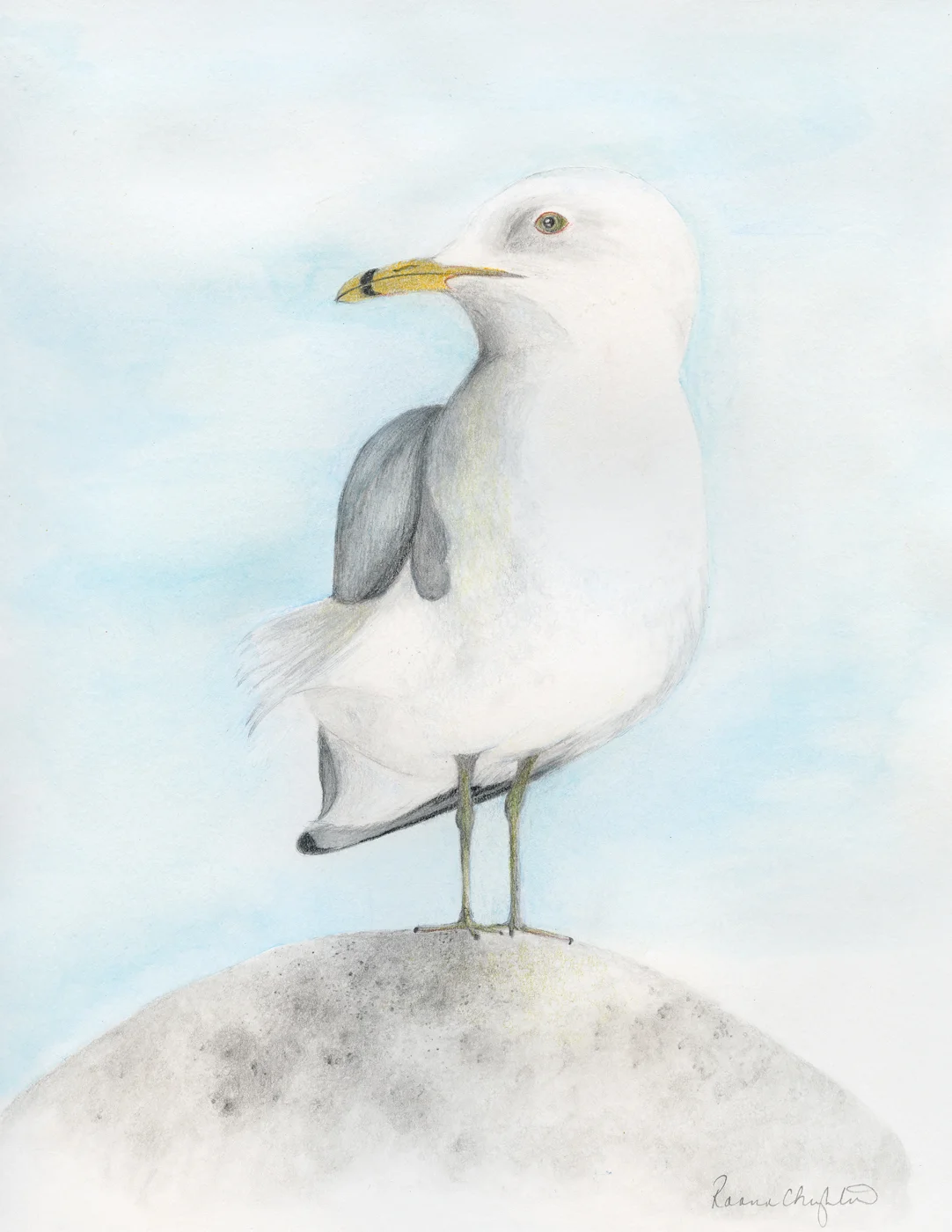 Ring-billed gull