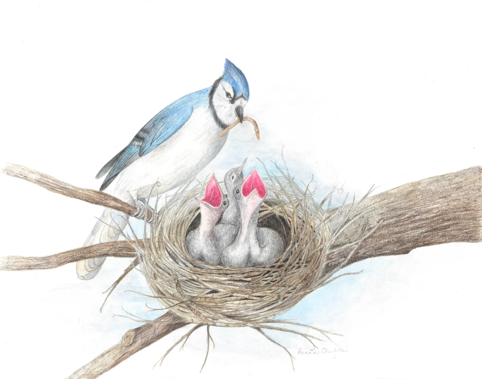 Blue Jay and Babies