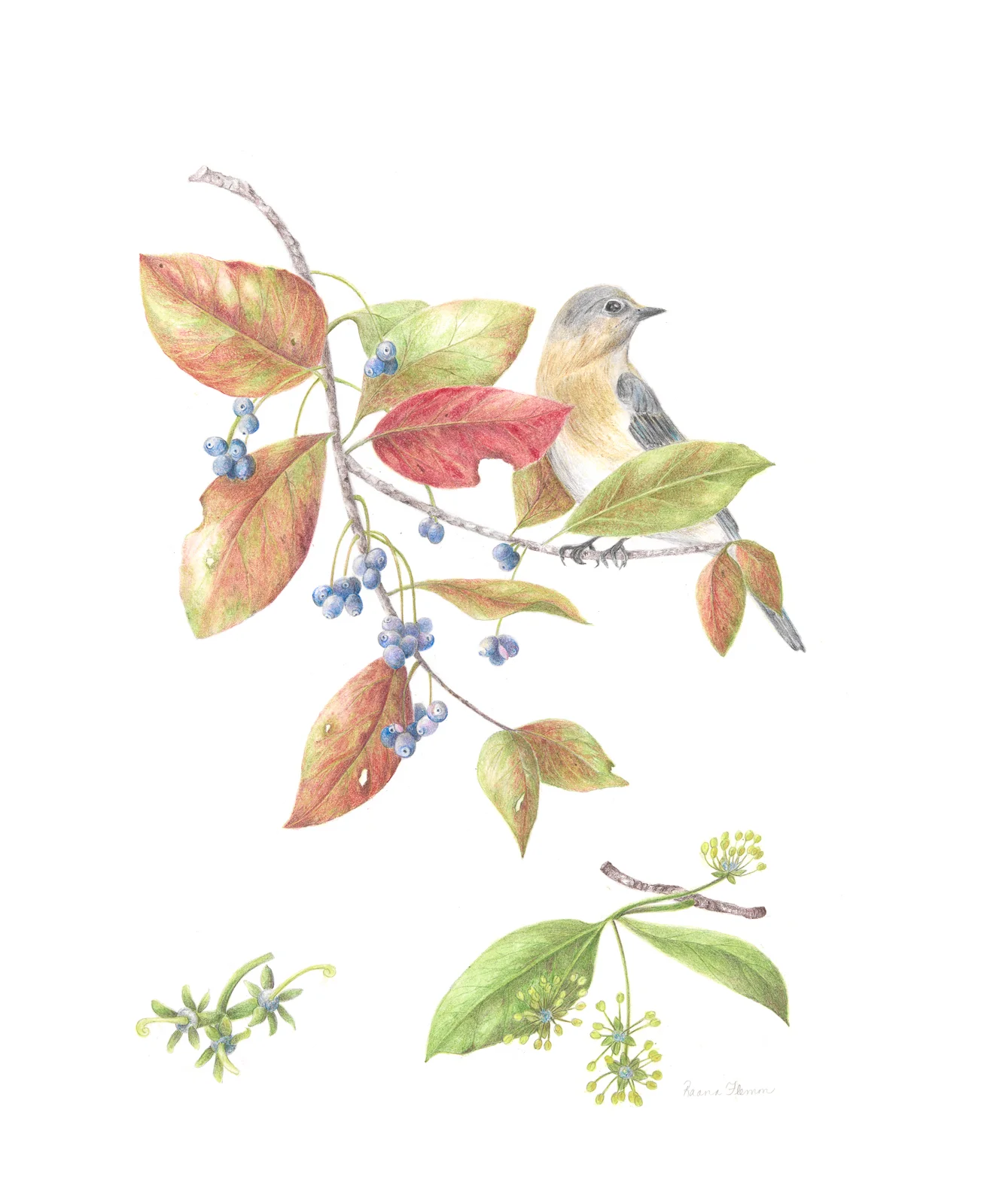 Black gum tree with Eastern bluebird
