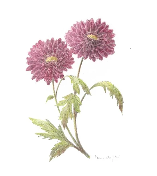 Chrysanthemum pair