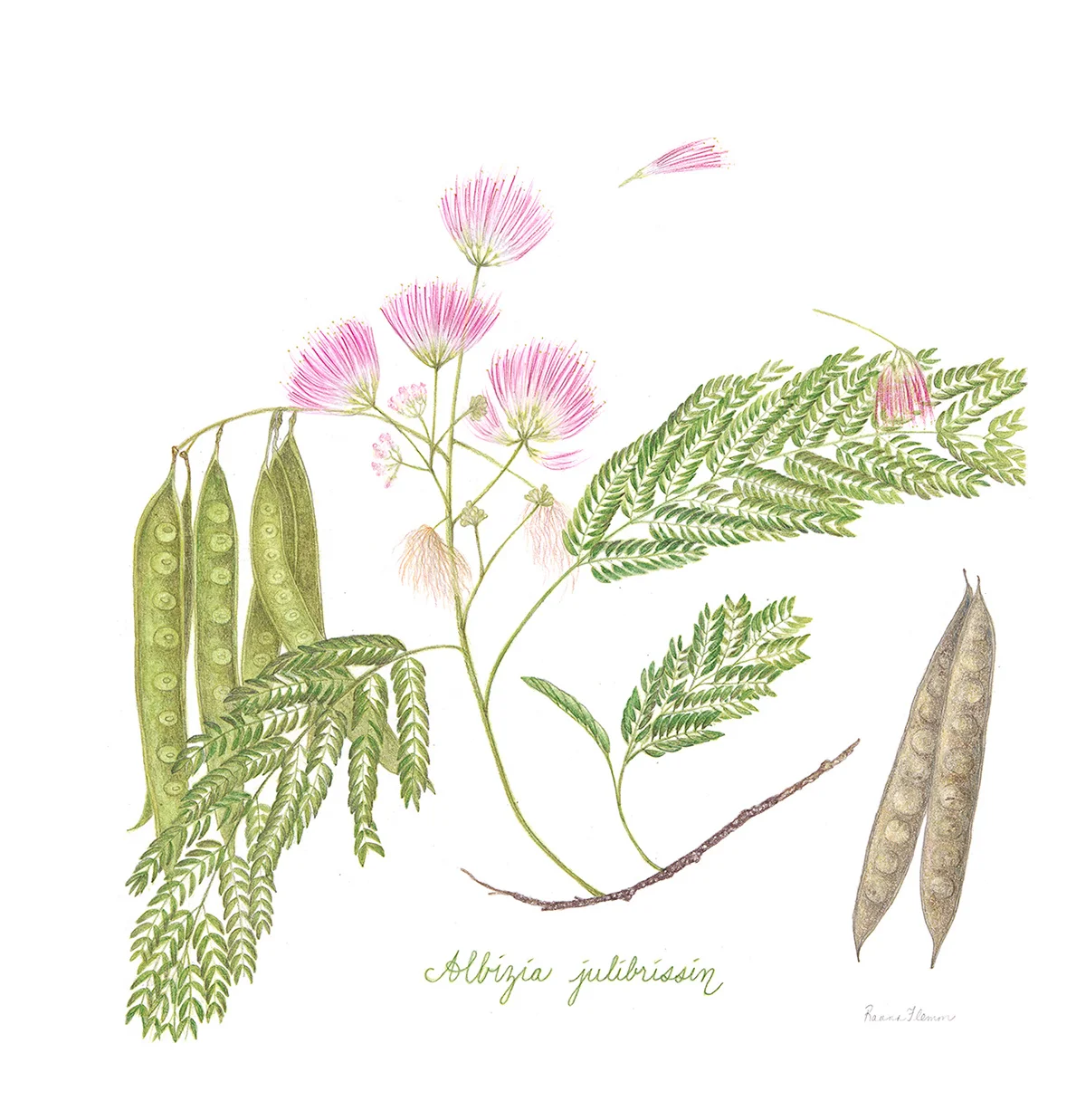 Mimosa Tree, Persian Silk Tree
