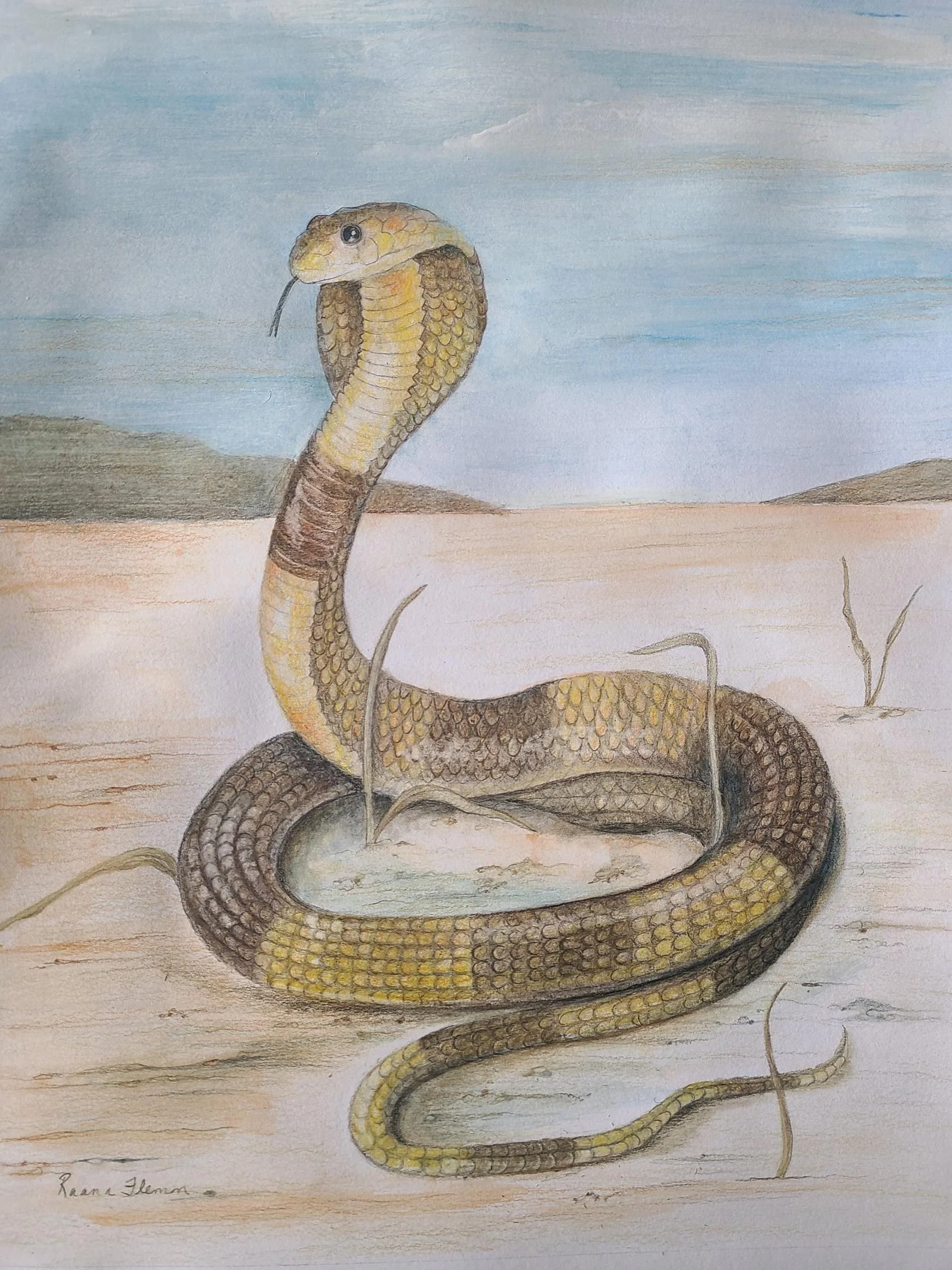 Cobra