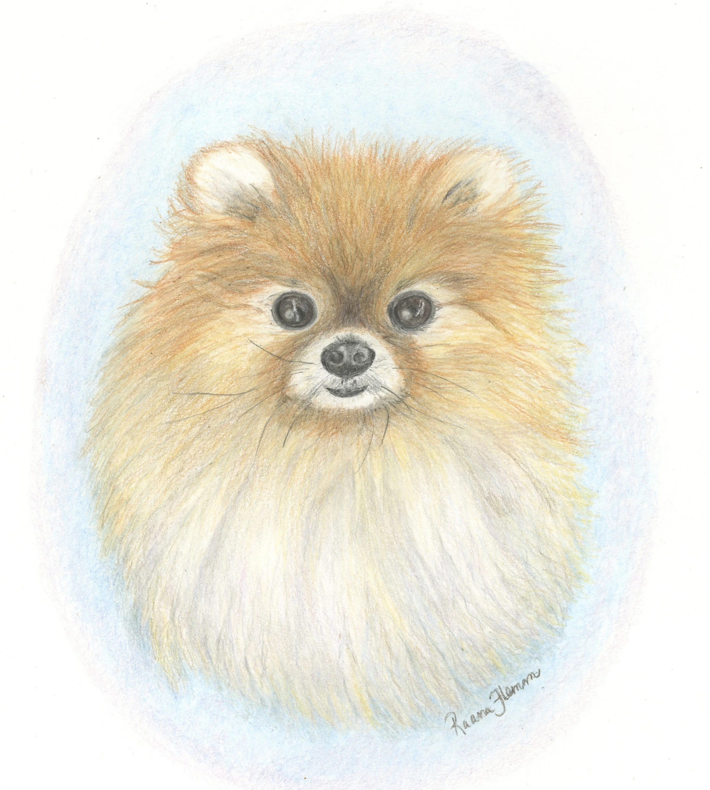 "Molly" the Pomeranian