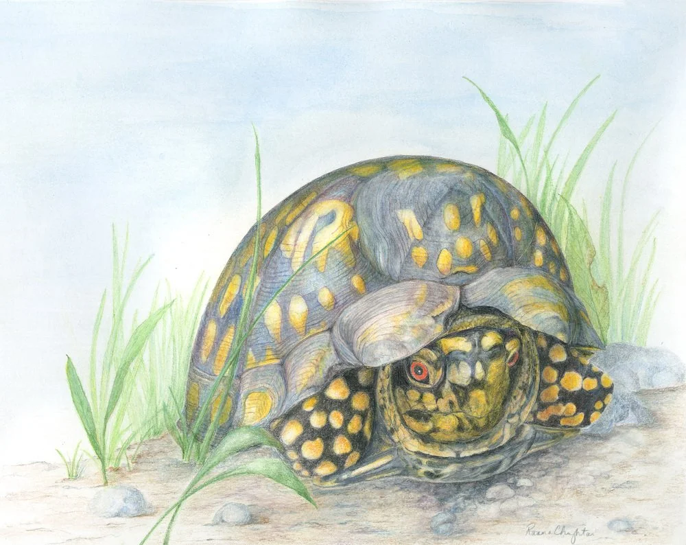 Box Turtle .jpg