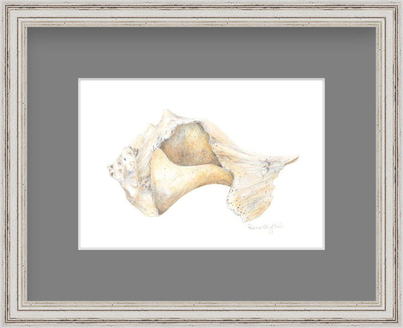 Conch shell framed.jpg
